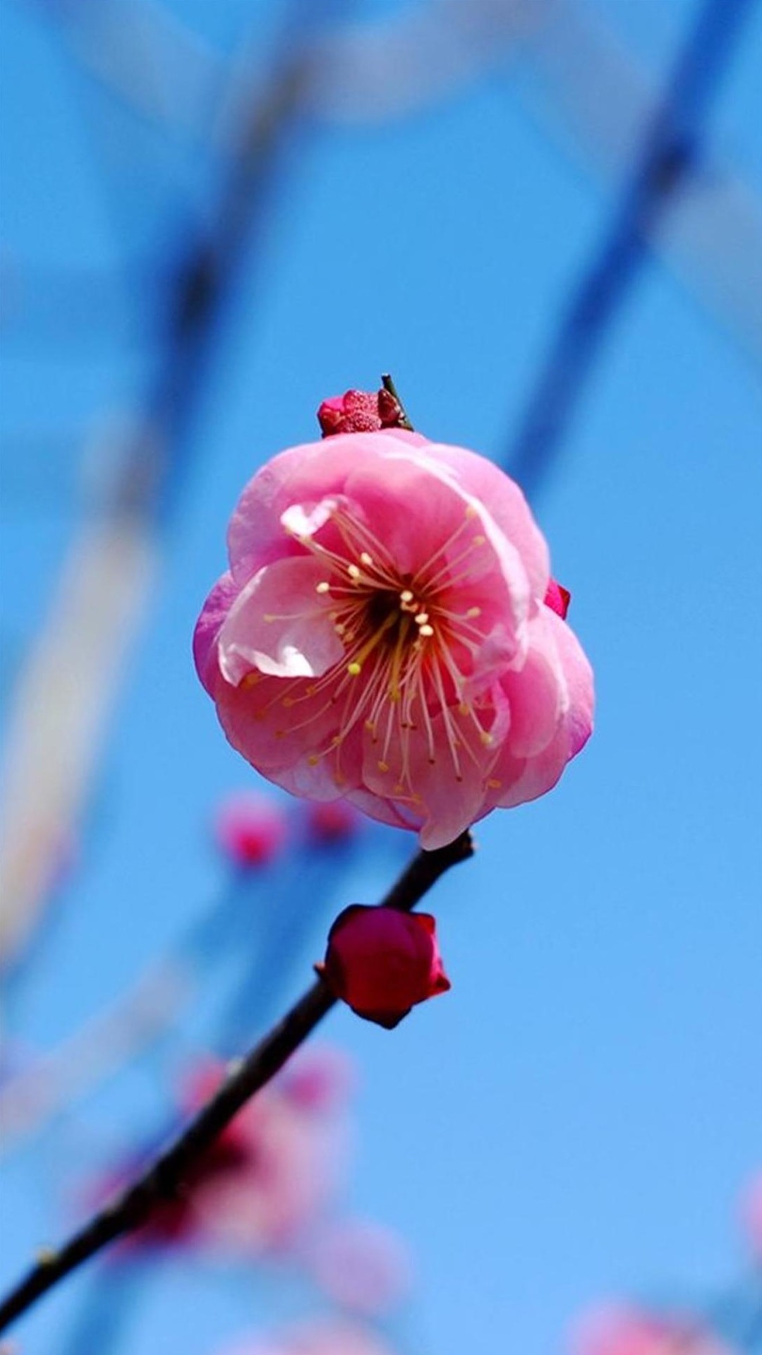 Fiore di pruno, Rosa, Cielo azzurro, Primavera, Full HD, schermata di blocco LG G2