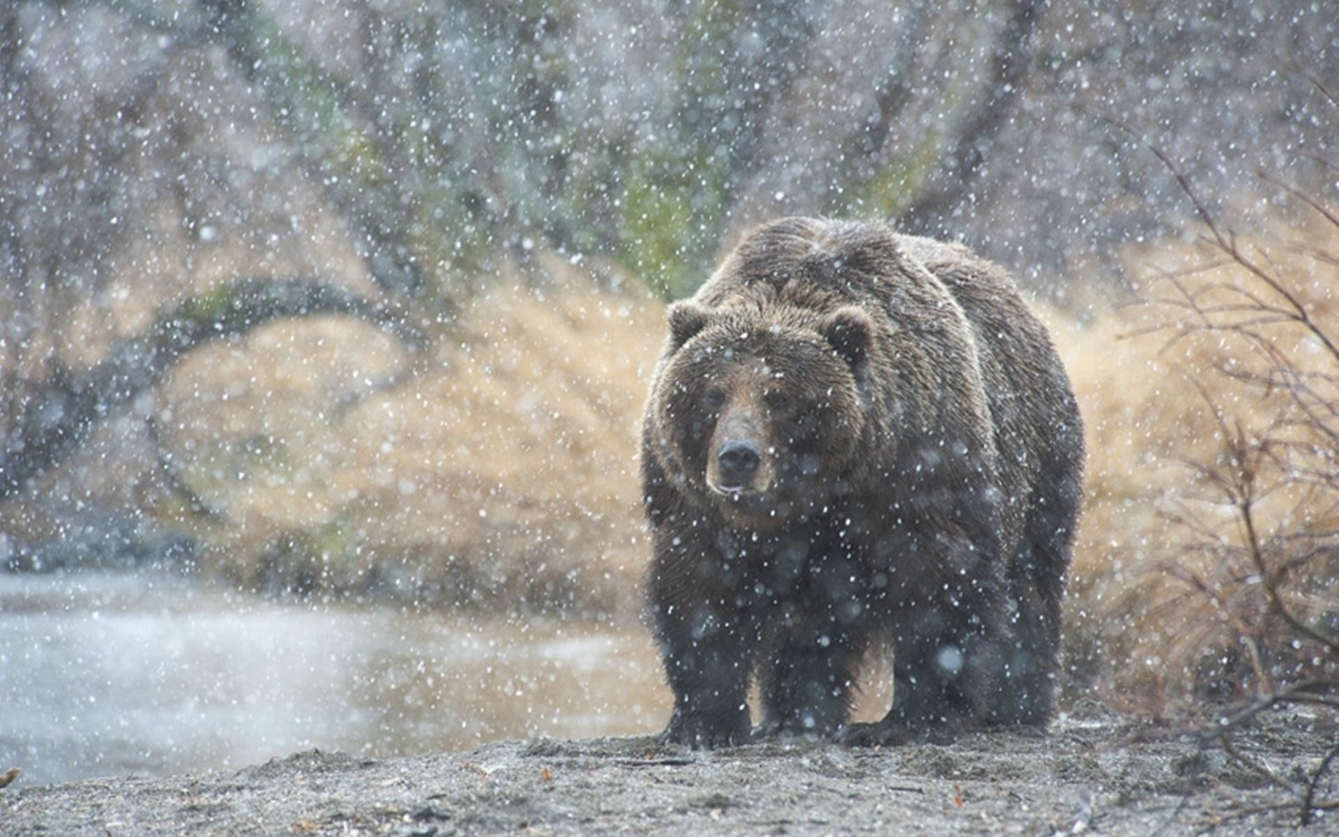Orso bruno, Nevicata, Fiume, Inverno, Full HD, sfondo per portatile