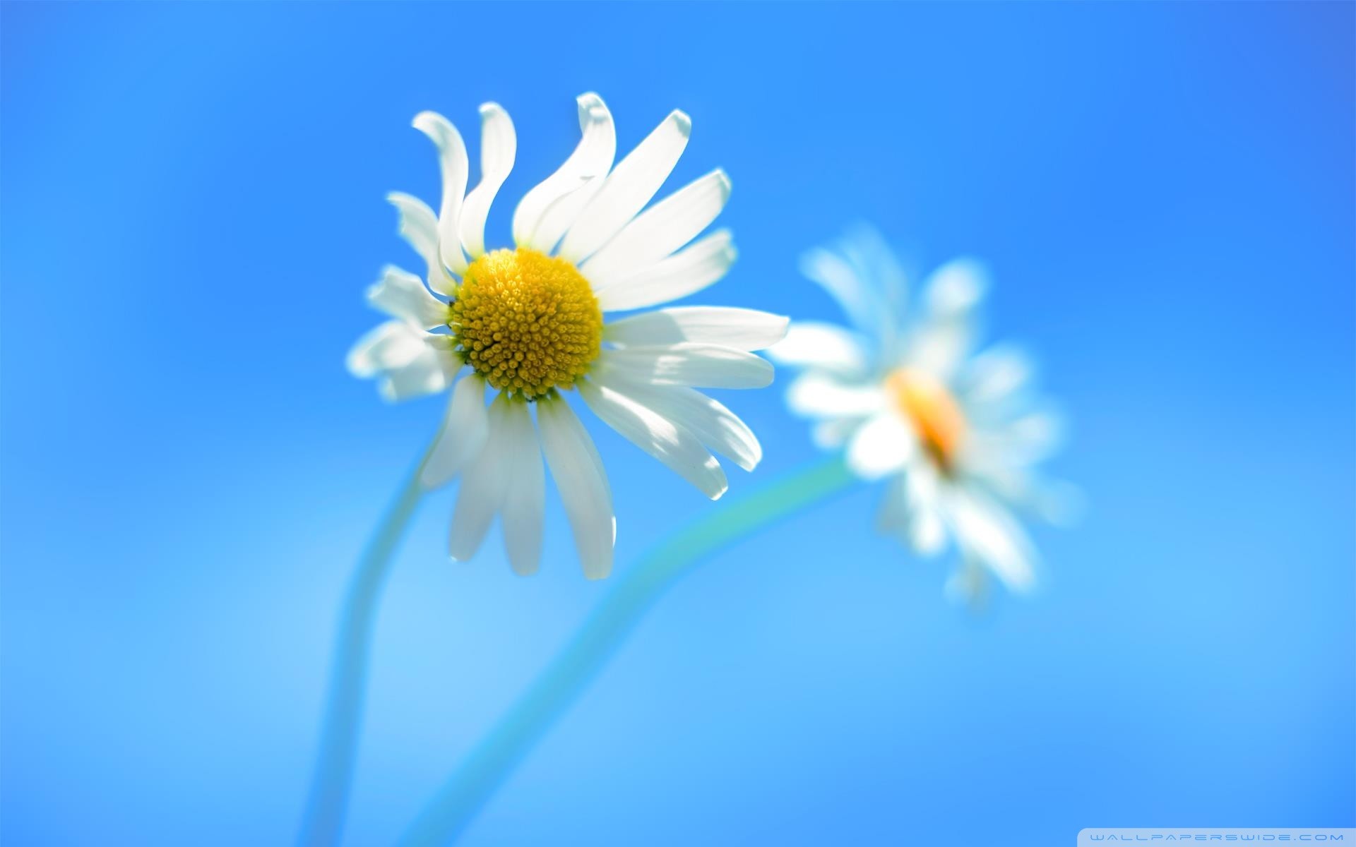 Margherite, Windows 8, Azzurro, Full HD, sfondo per PC e portatile