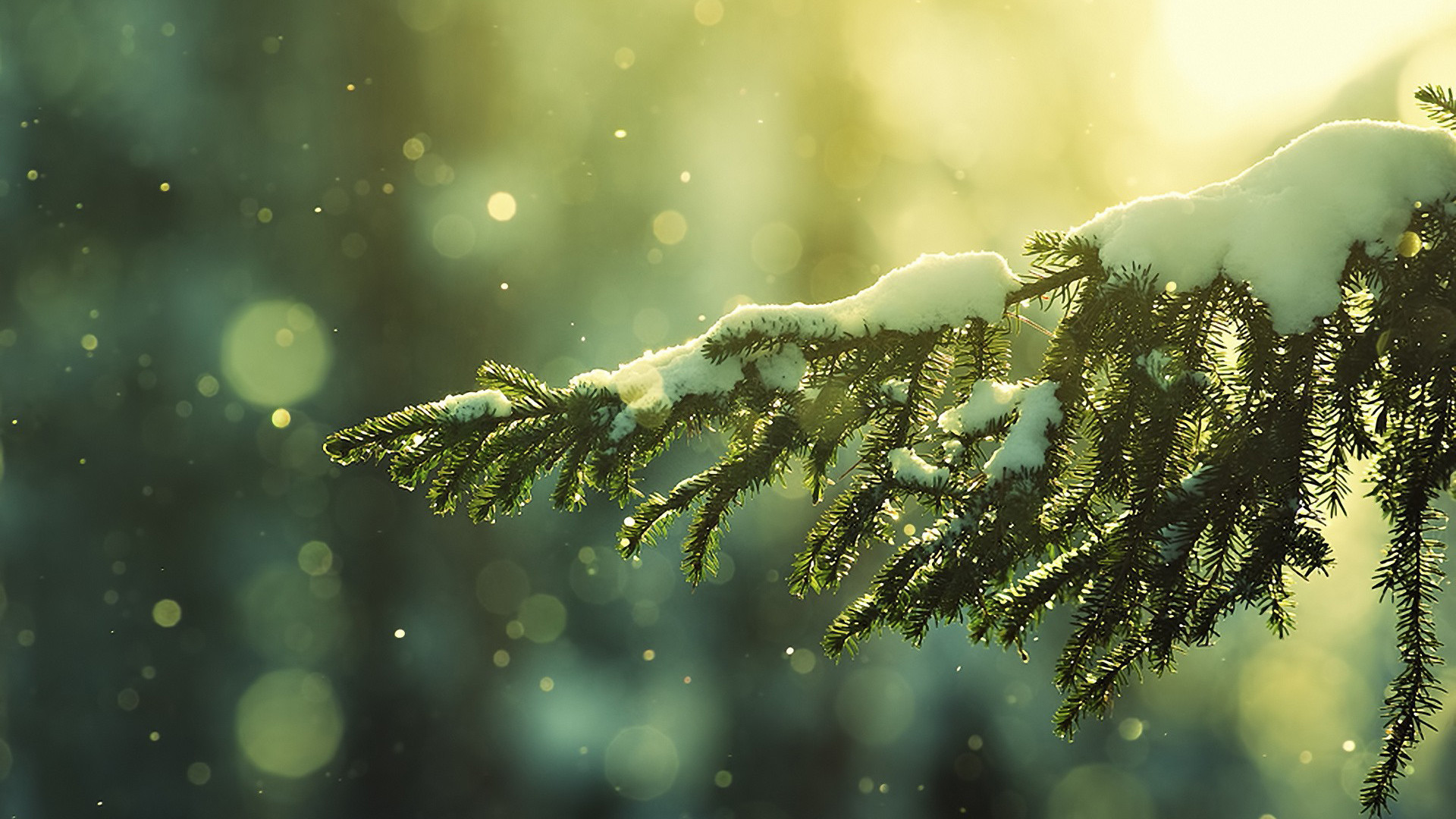 Ramo di abete, Neve, Bokeh, Macro, 16:9 Full HD, sfondo widescreen