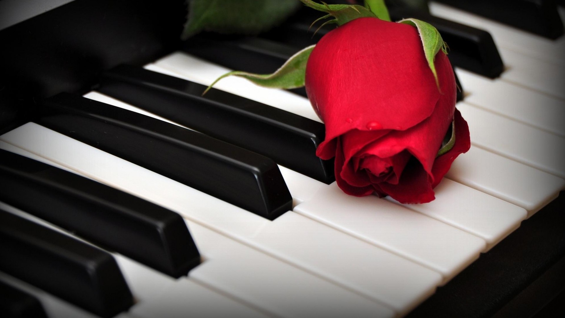 Pianoforte, Rosa rossa, Tasti, Romantico, 16:9 Full HD, wallpaper widescreen