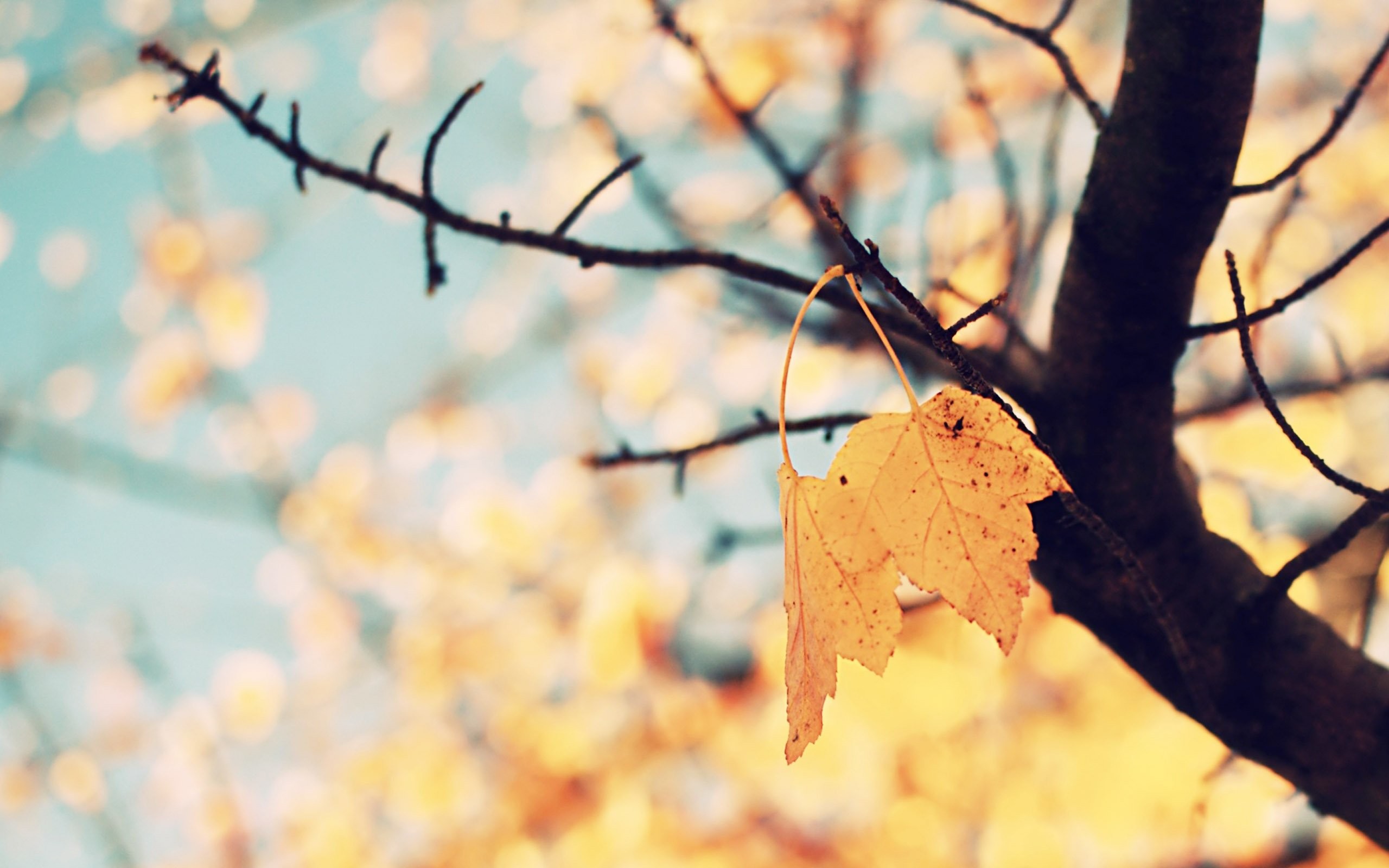 Foglia secca, Ramo, Autunno, Bokeh, 2K, wallpaper PC