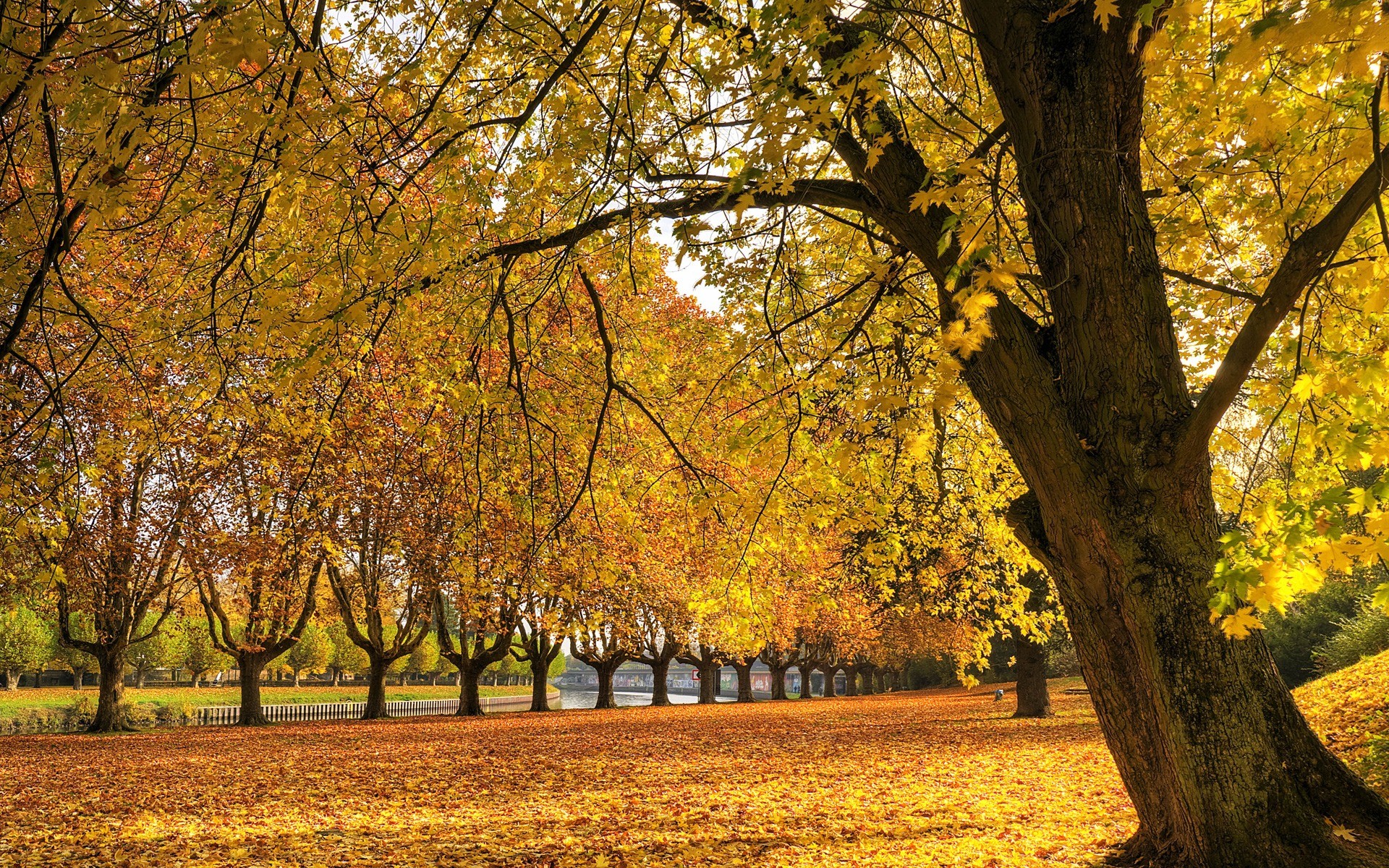Viale alberato, Parco, Foglie gialle, 1920x1200, sfondo per PC