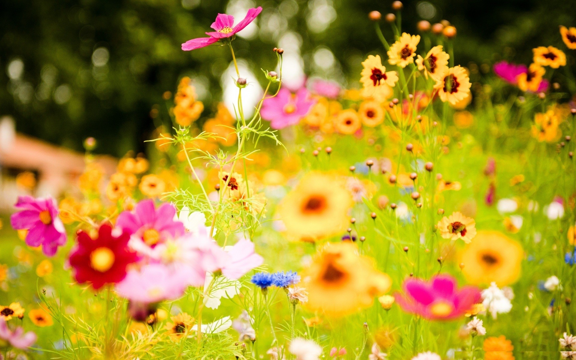 Fiori di campo, Cosmea, Prato, Estate, Full HD, sfondo per il tuo desktop