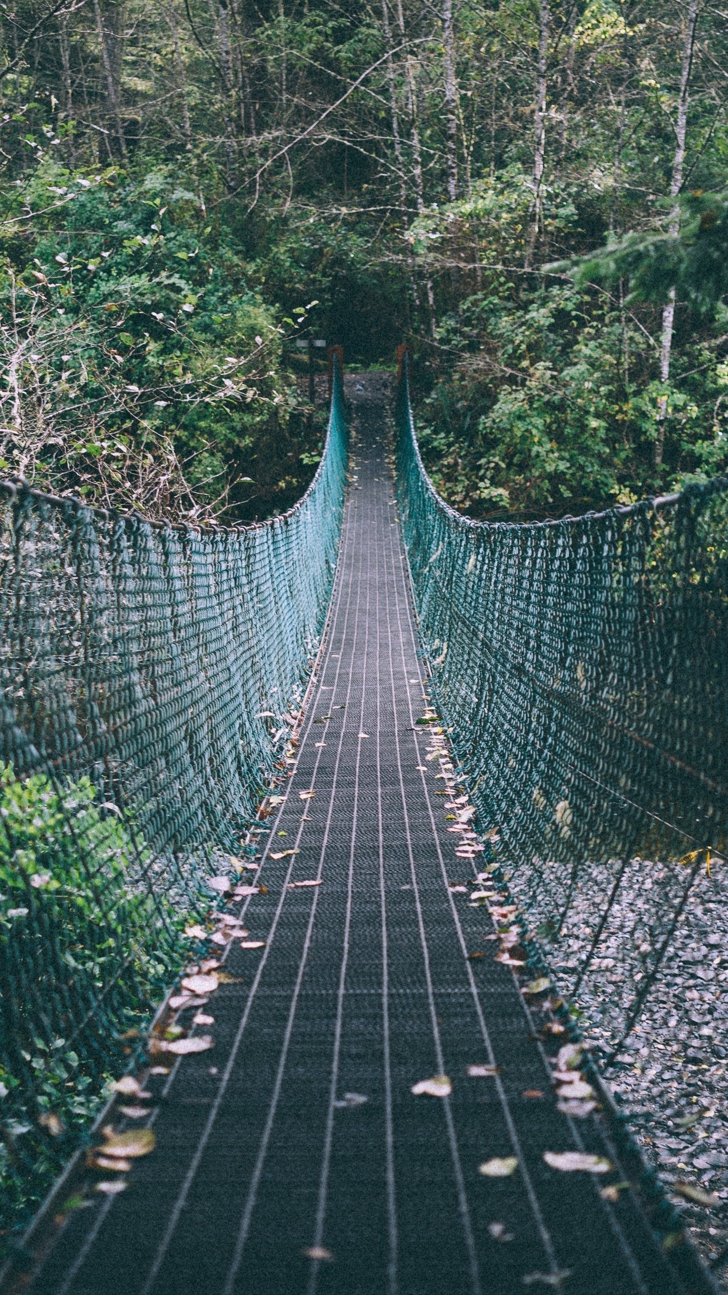 Google Pixel, Ponte sospeso, Foresta, QHD+, schermata di blocco del cellulare