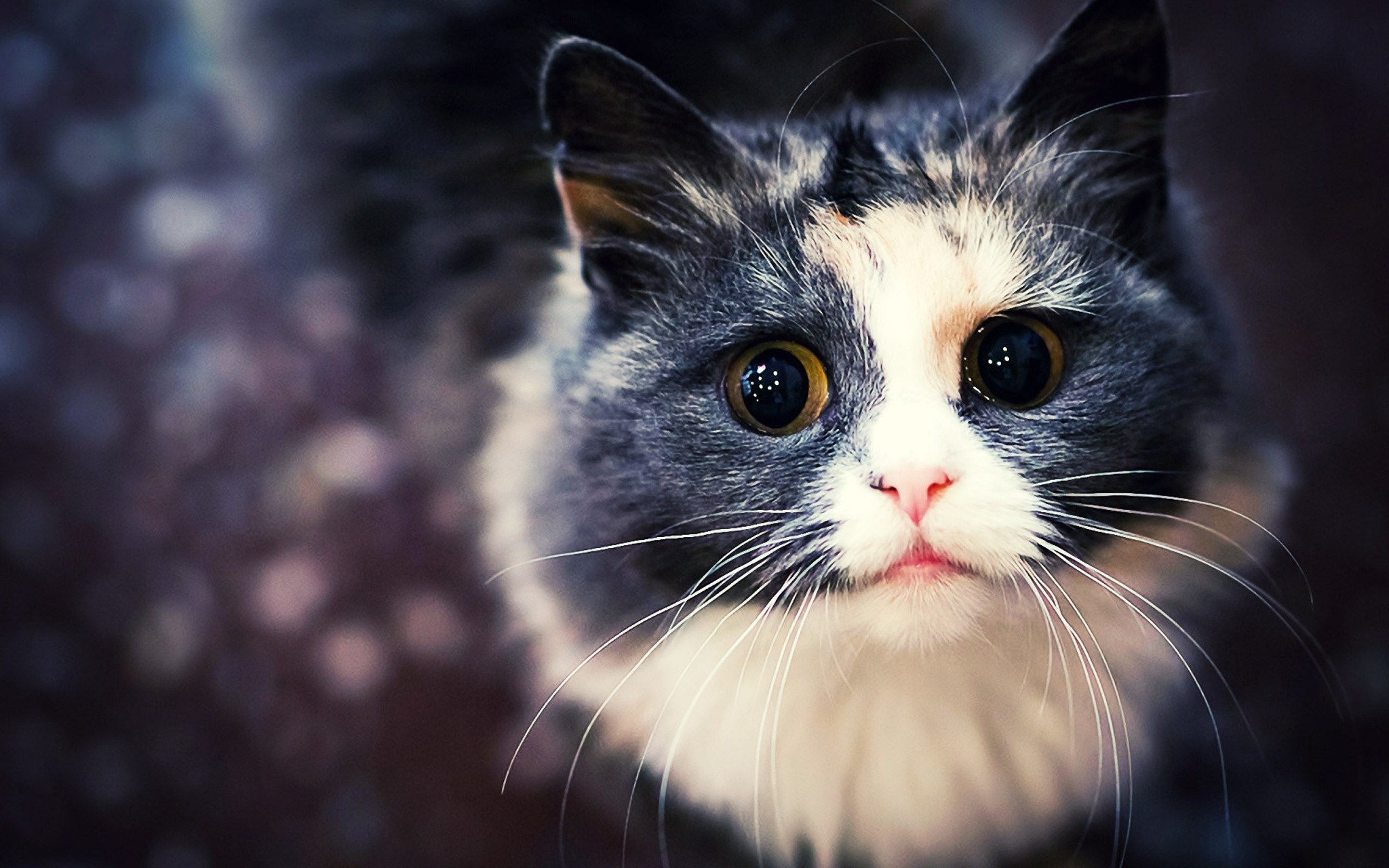 Gatto, Primo piano, Bokeh, Occhi grandi, Pelo bianco e grigio, 2048x1280, sfondo MacBook Pro