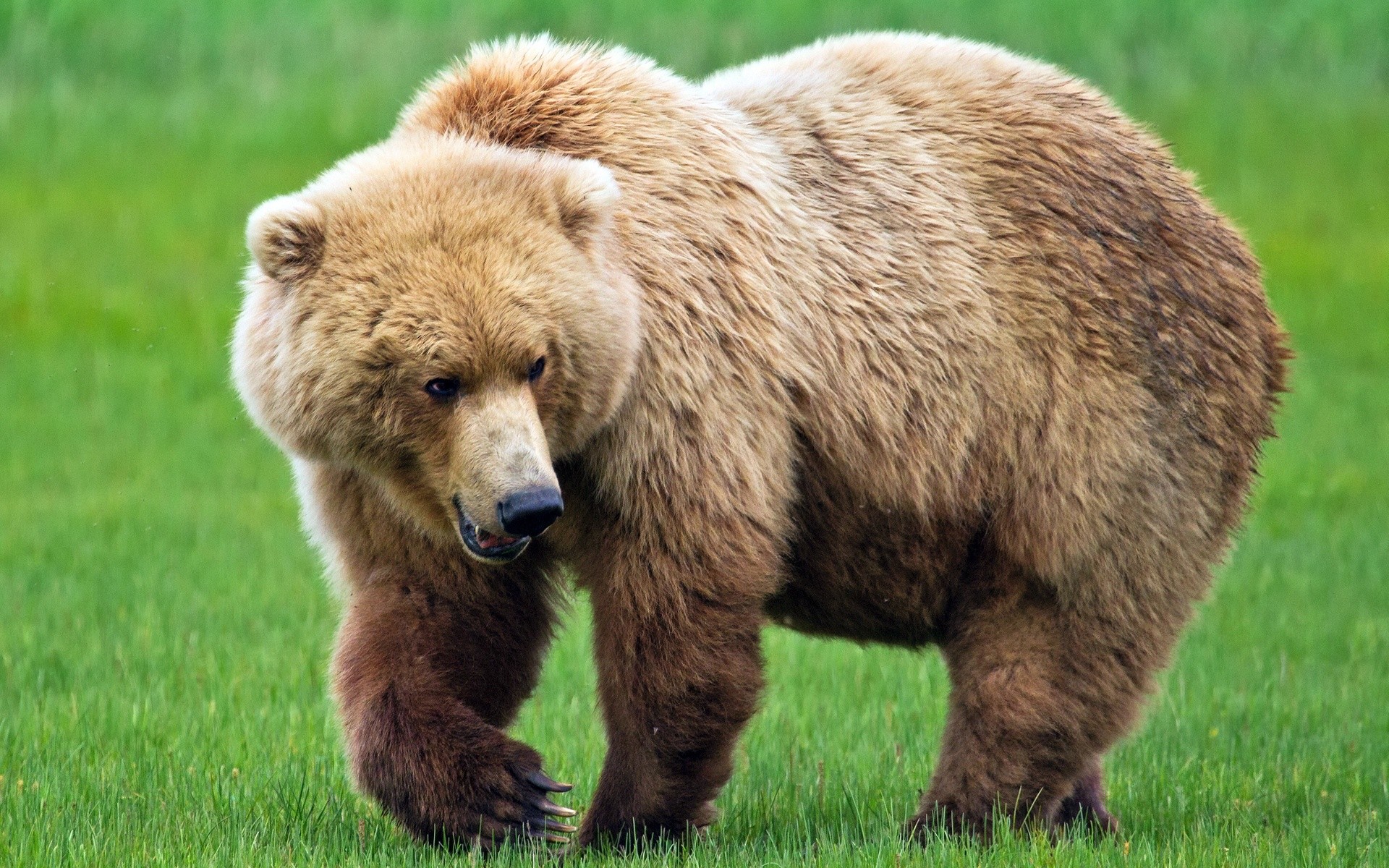 Orso bruno, Prato verde, Camminata, 1920x1200, sfondo MacBook Pro