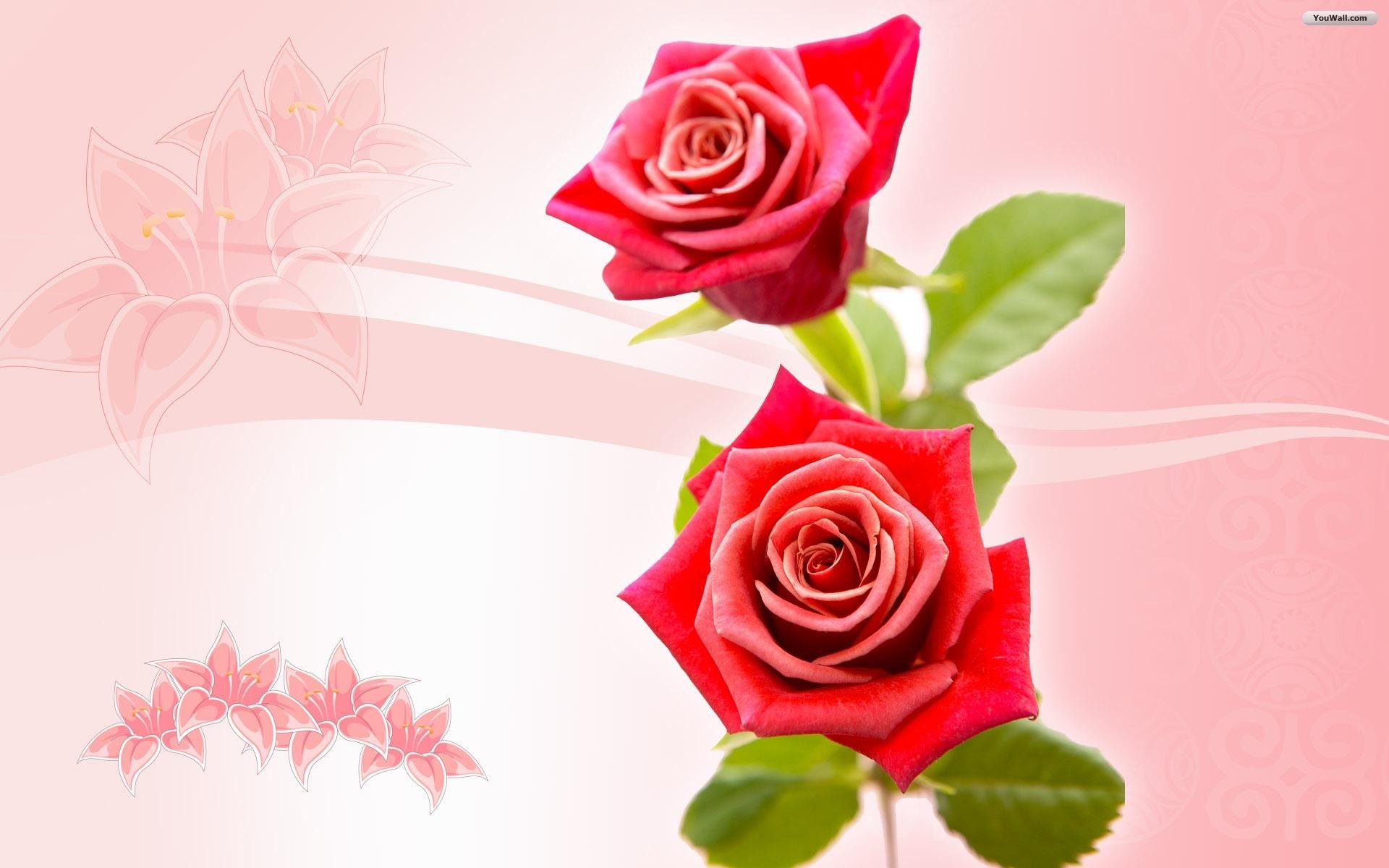 Rose rosse, Illustrazione, Sfondo rosa, Fiori, Full HD, wallpaper per PC