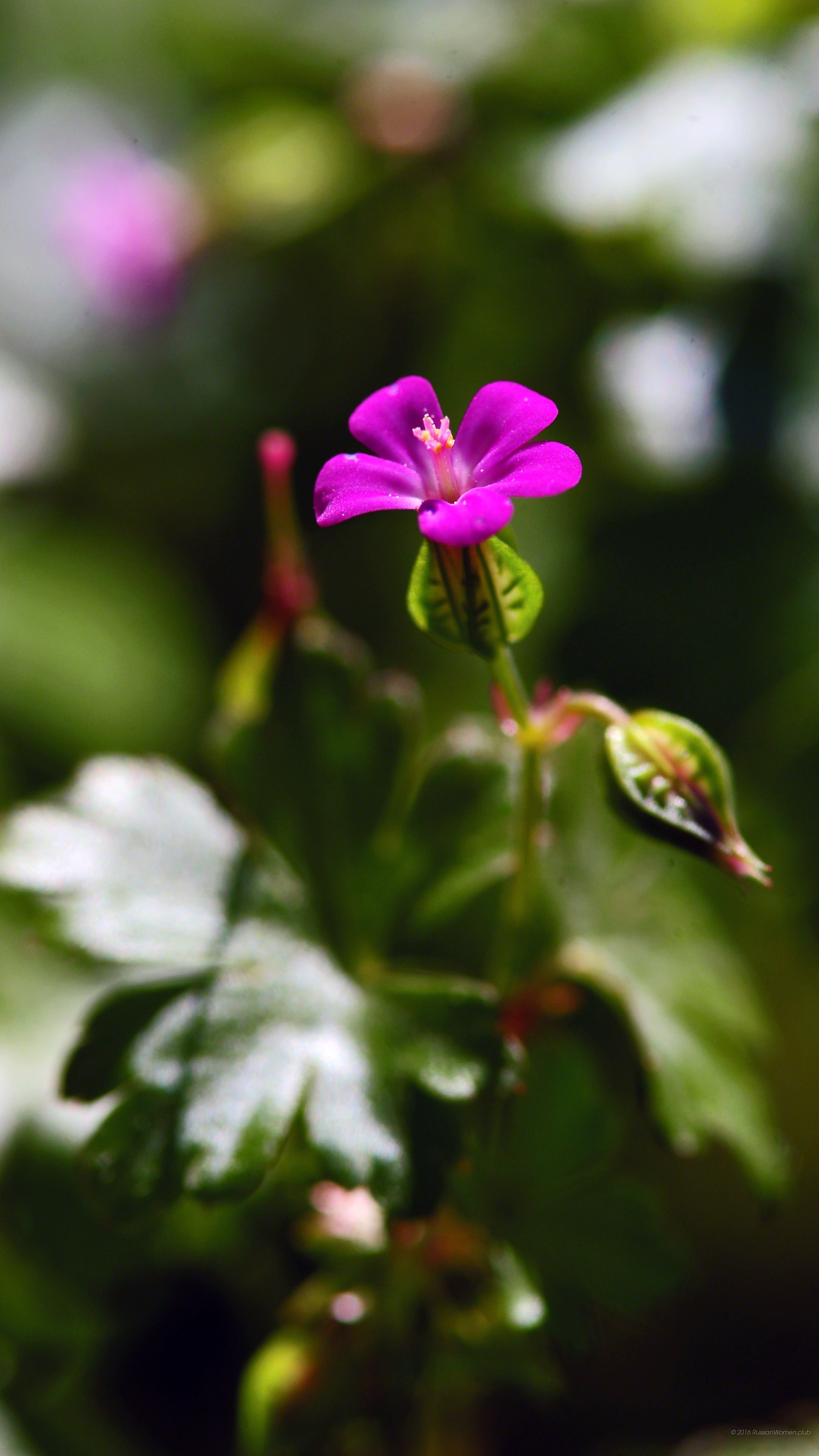 Geranio, Fiore fucsia, Macro, QHD+, sfondo verticale per cellulare