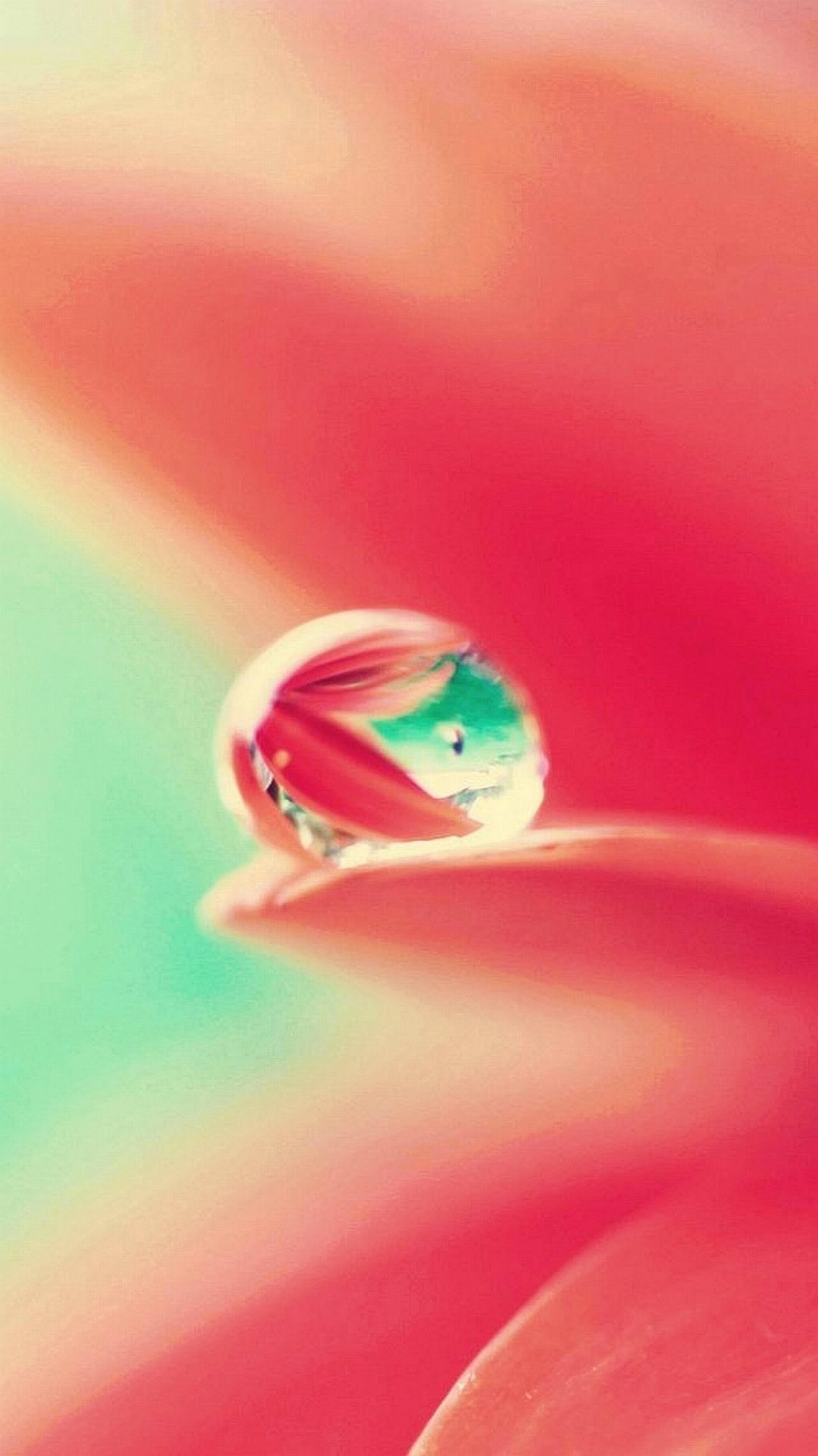 Goccia d'acqua, Petalo, Macro, Rosa, wallpaper per iPhone e Android