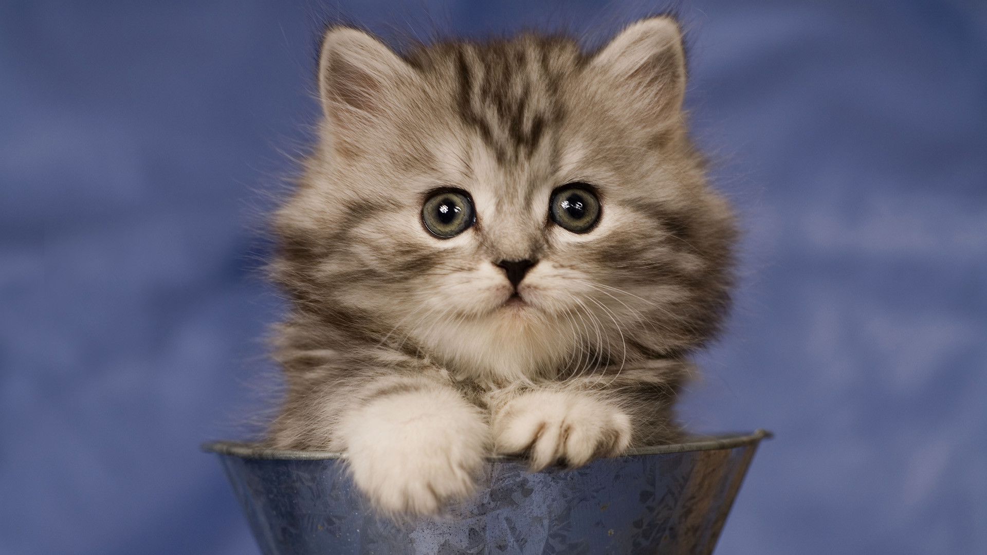 Gattino, Gatto tigrato, Ciotola, Sfondo blu, 1920x1080, wallpaper desktop