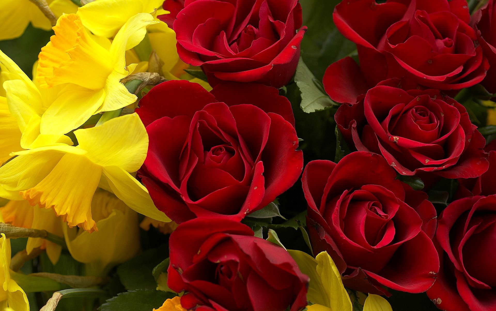 Rose rosse, Narcisi, Fiori gialli, Mazzo, Full HD, sfondo per portatile