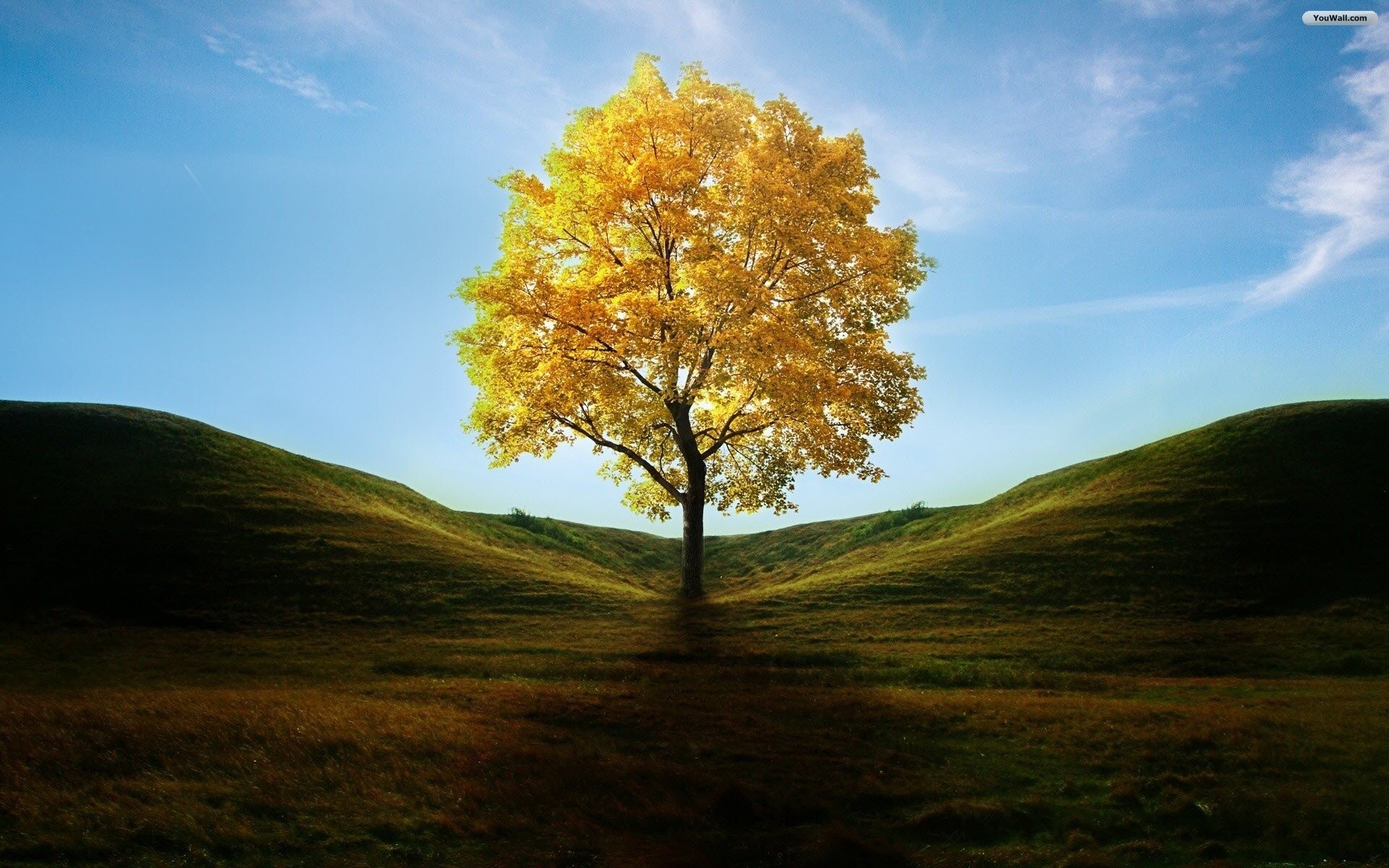 Albero dorato, Autunno, Colline, Cielo azzurro, 1920x1200, sfondo per PC