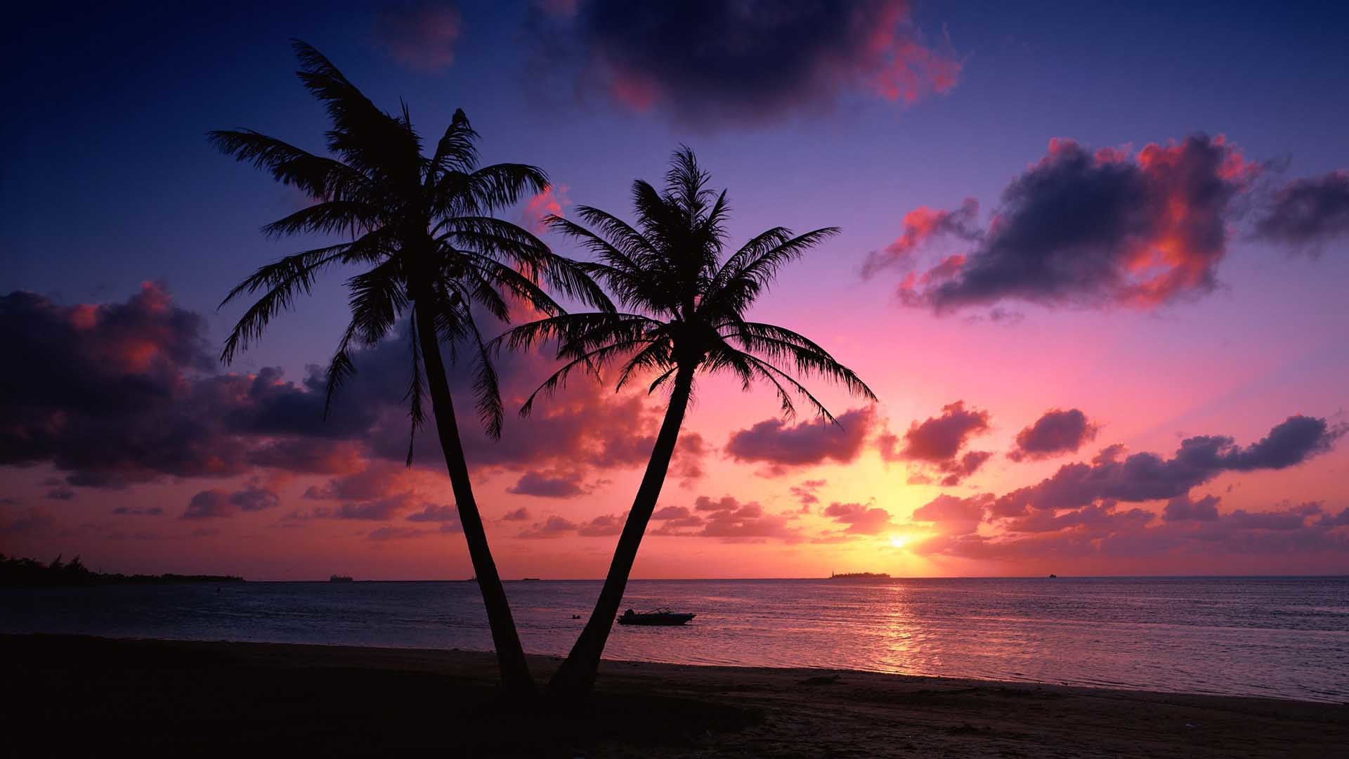 Palme, Spiaggia tropicale, Tramonto, Nuvole, Viola, Full HD, wallpaper per portatile