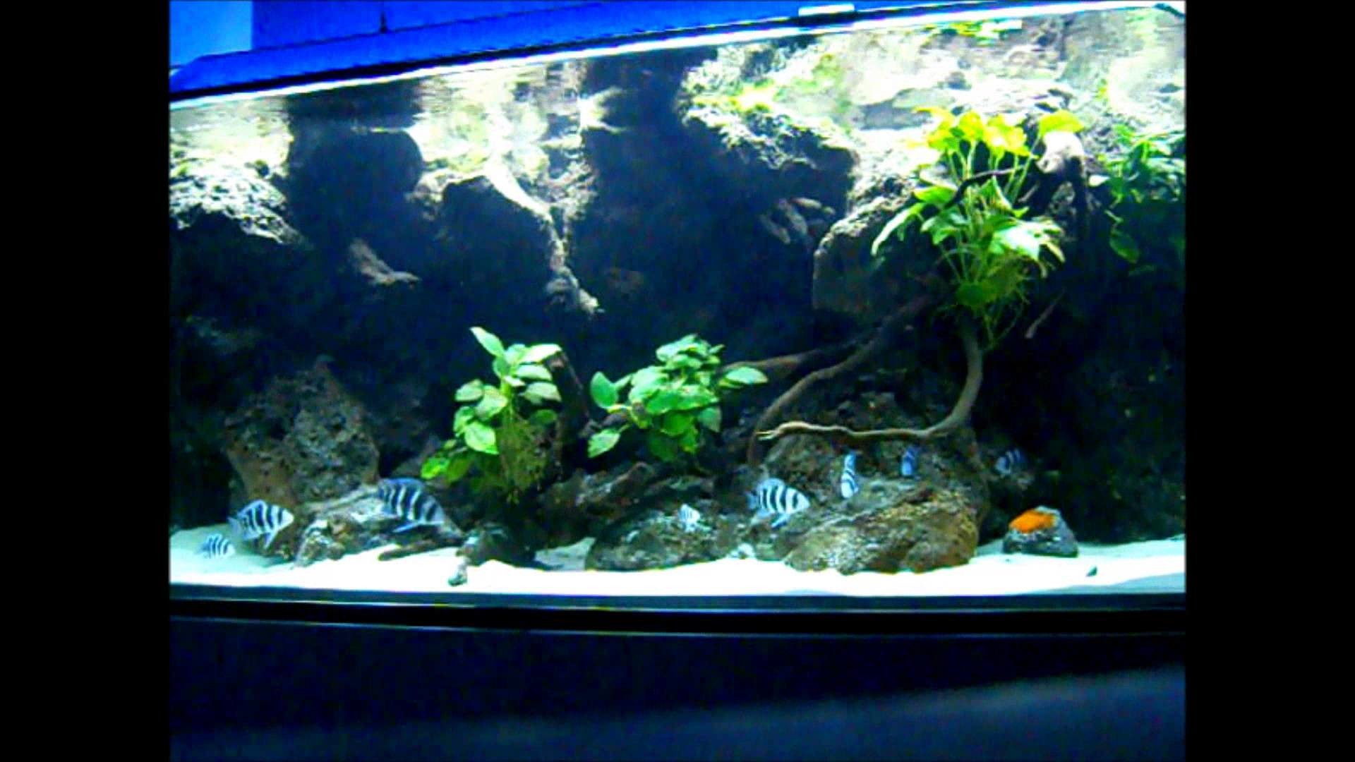 Acquario d'acqua dolce, Piante acquatiche, Rocce, Pesci, Full HD 1080p, sfondo desktop