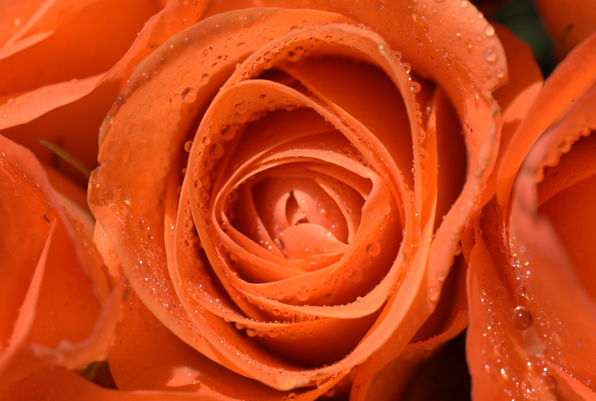 Rosa arancione, Gocce d'acqua, Petali, Primo piano, Full HD, sfondo per PC