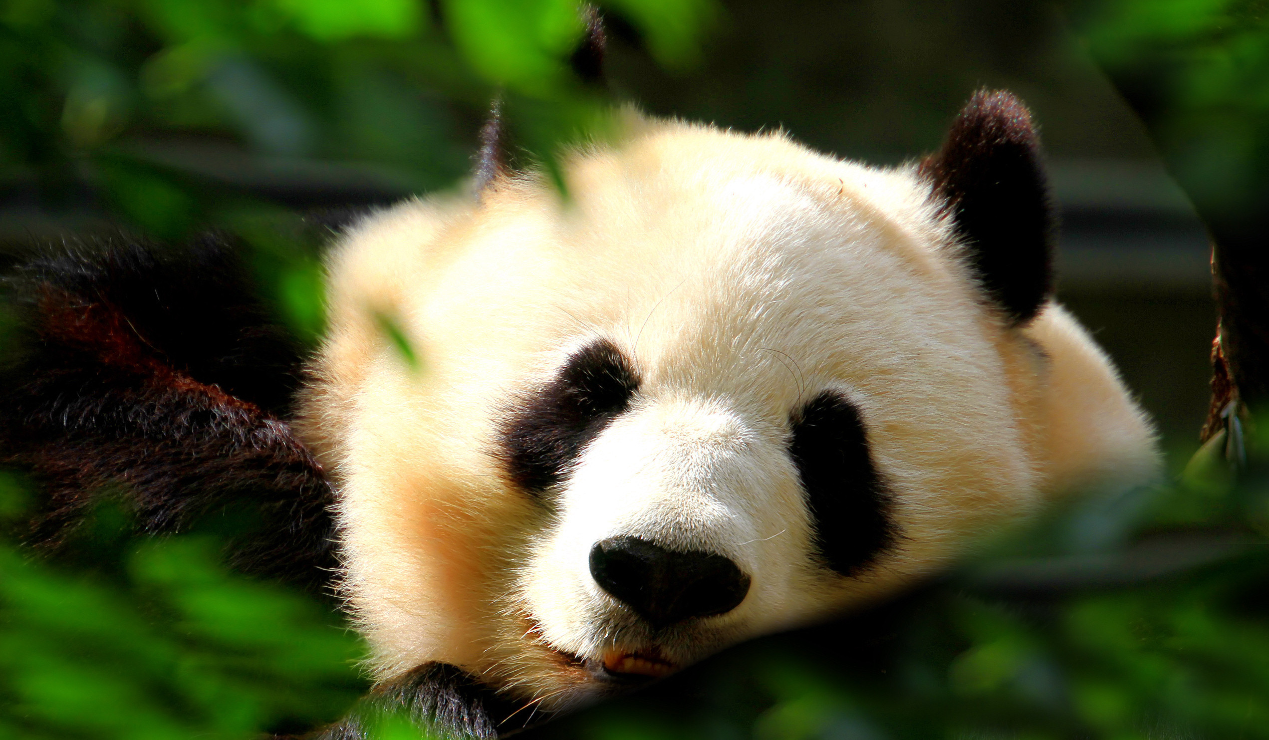Panda gigante, Primo piano, Riposo, Full HD, sfondo per PC