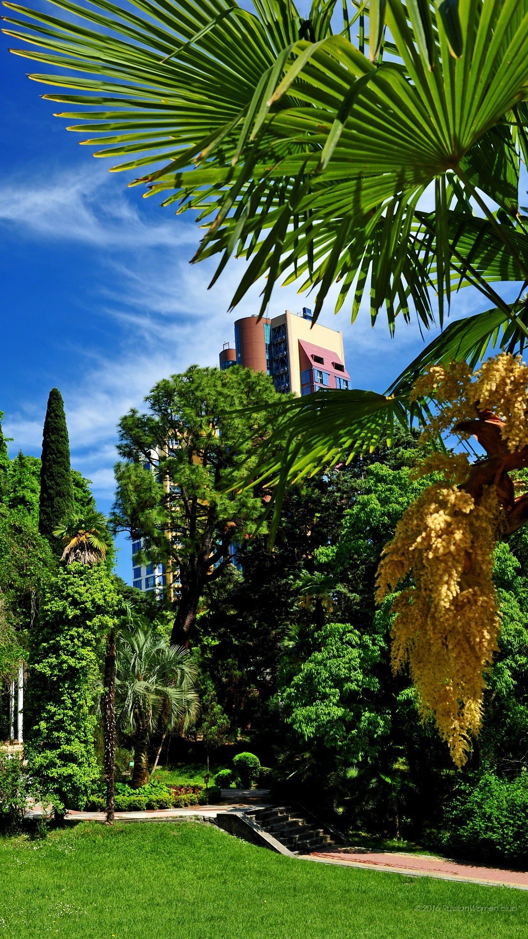 Giardino, Palme, Cielo blu, Vegetazione, sfondo Asus Zenfone 3 verticale