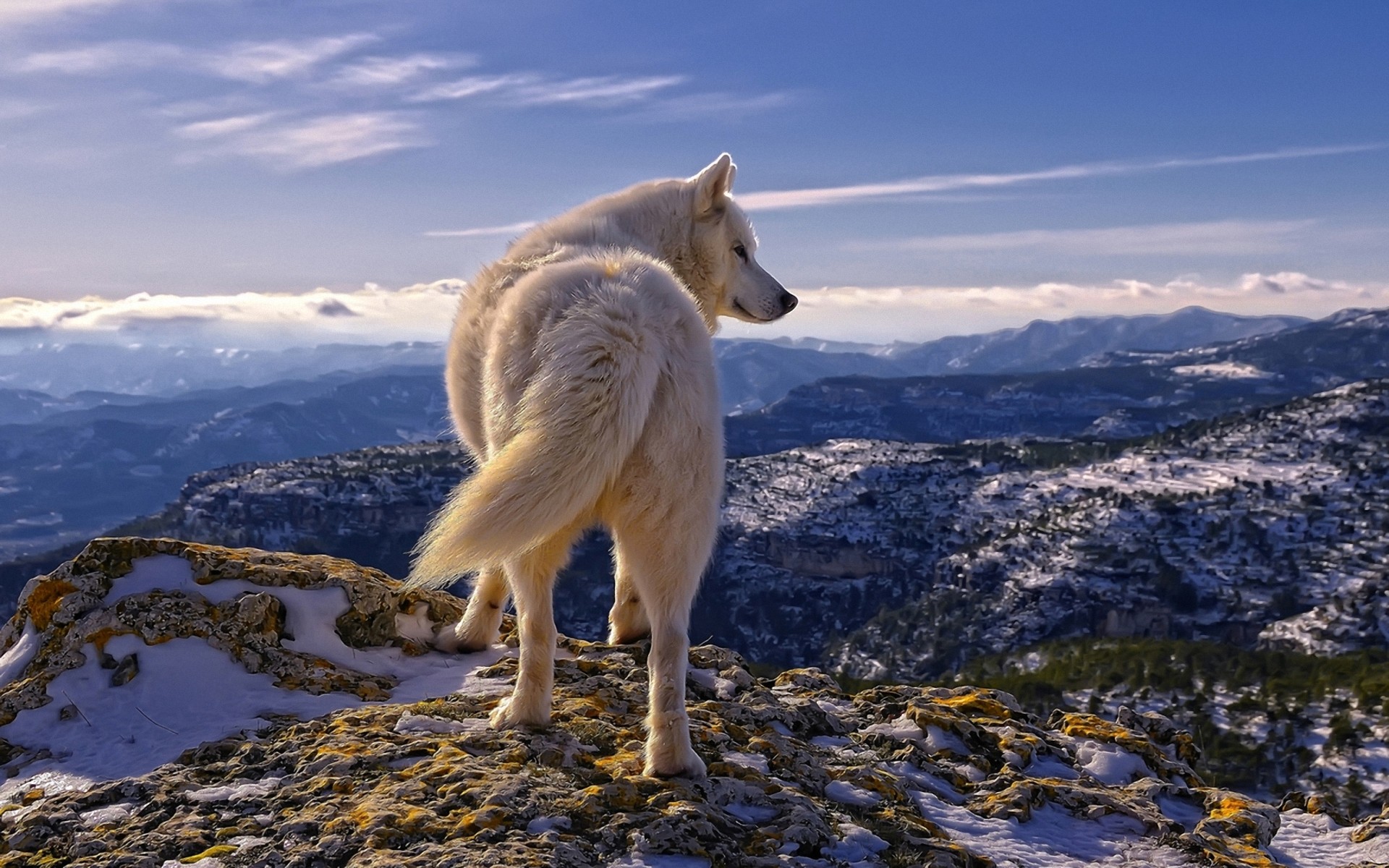 Lupo bianco, Montagne, Panorama, Full HD, wallpaper per PC