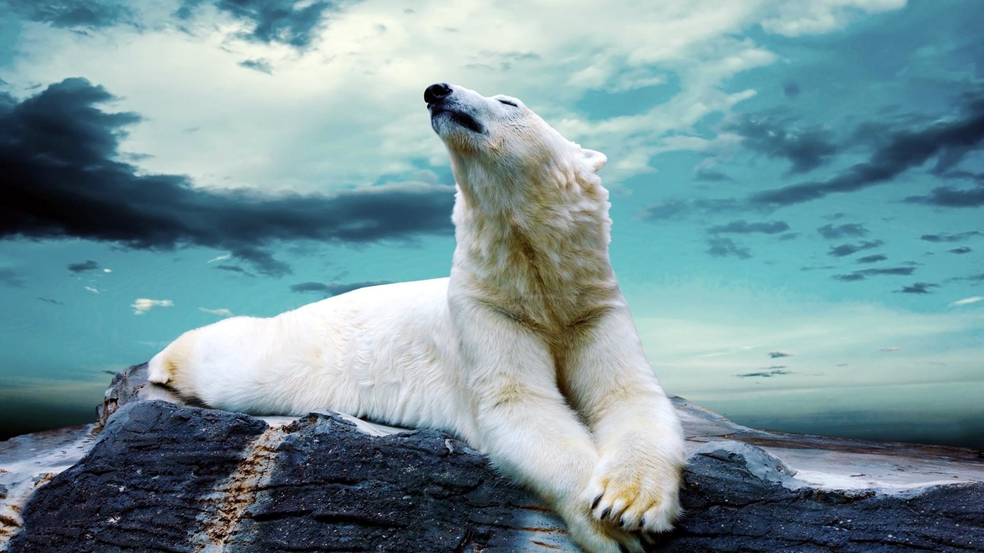 Orso polare, Roccia, Cielo, 1920x1080, wallpaper desktop