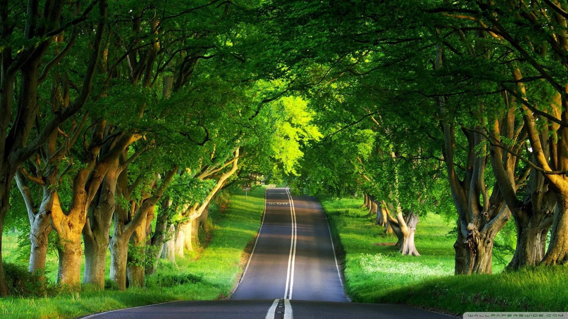 Viale alberato, Strada, Alberi, Verde, sfondo Full HD per desktop