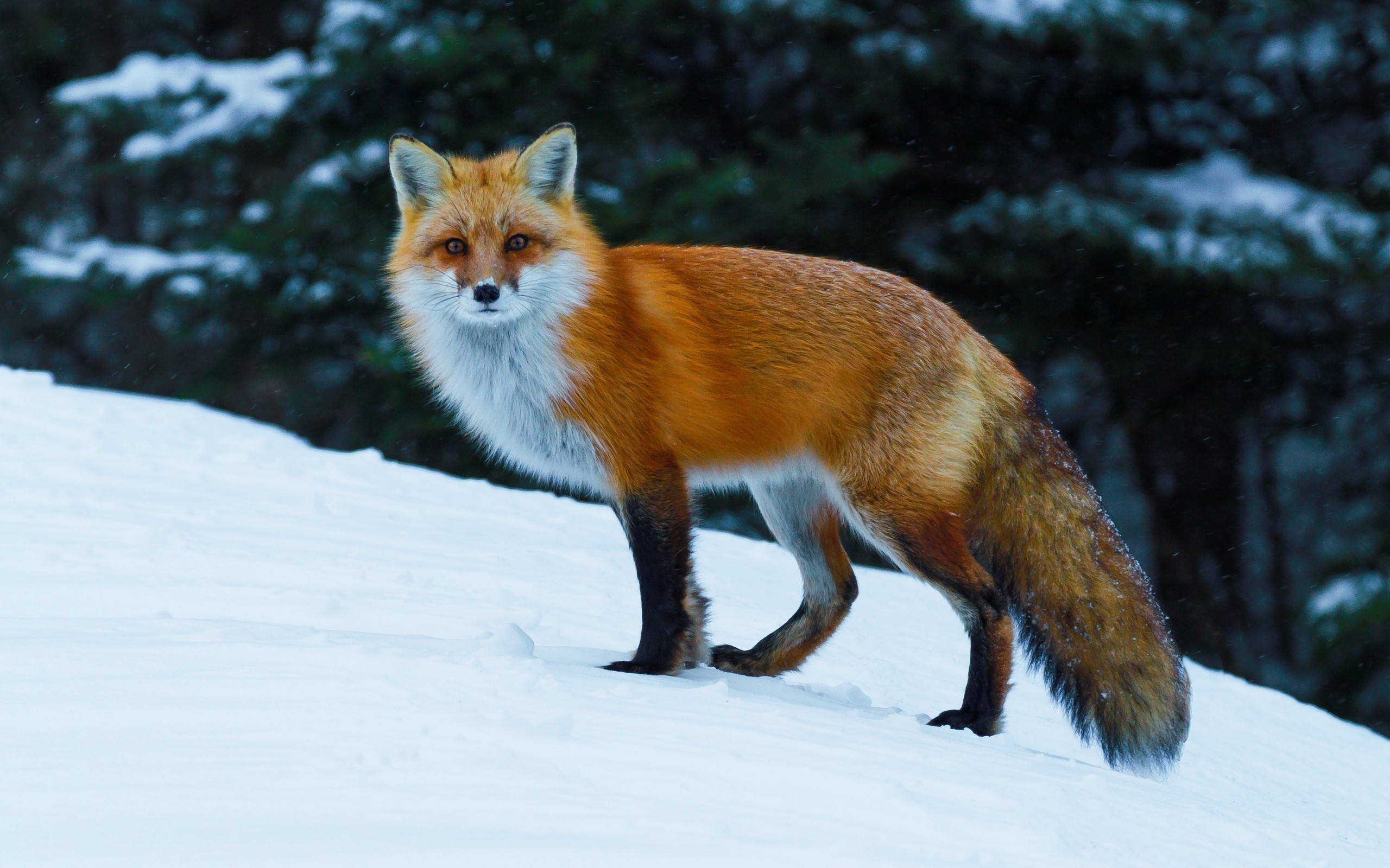 Volpe rossa, Neve, Pendio, Inverno, 2560x1600, sfondo per PC