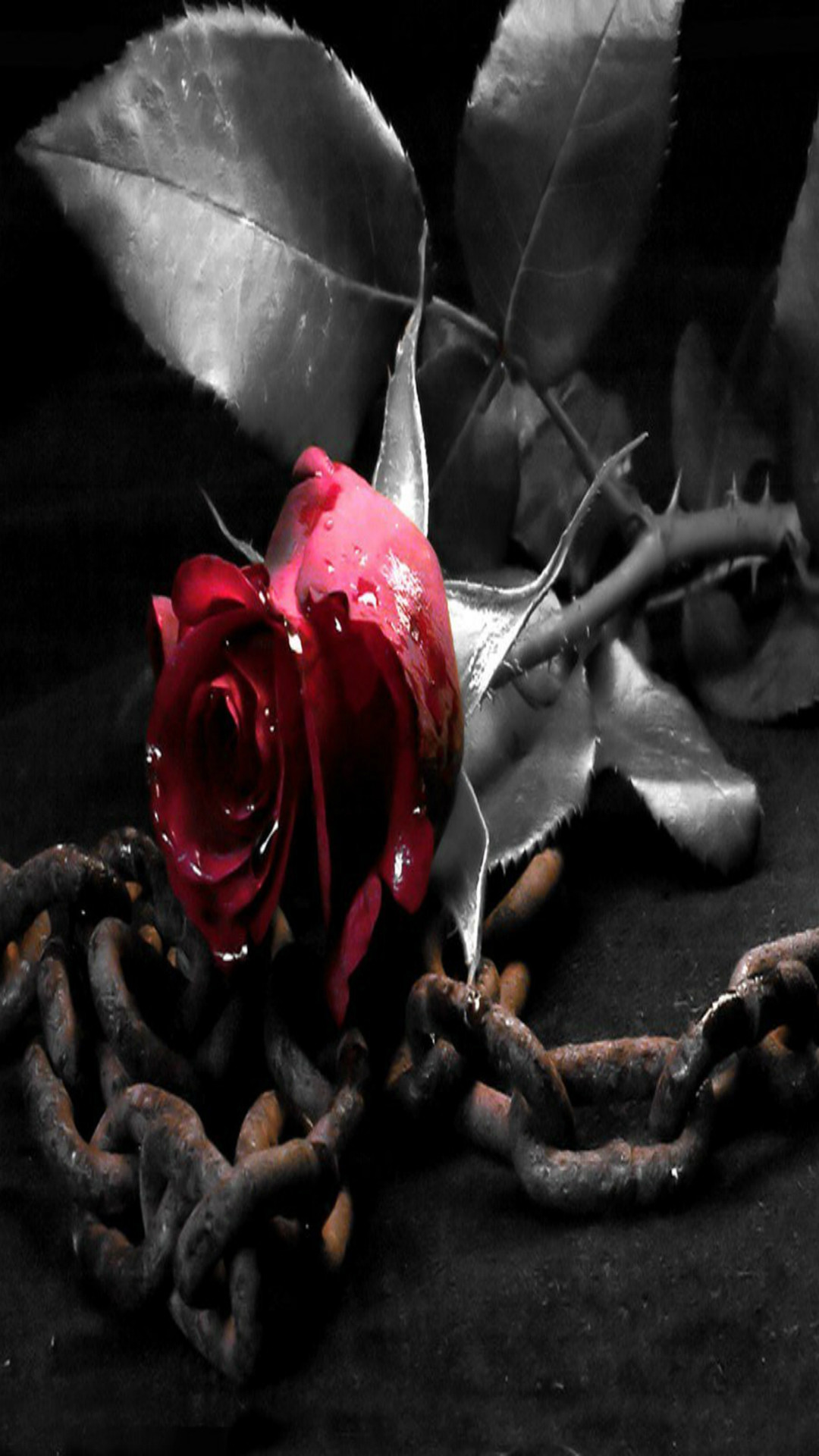 Rosa rossa, Catene, Bianco e nero, sfondo iPhone 5S
