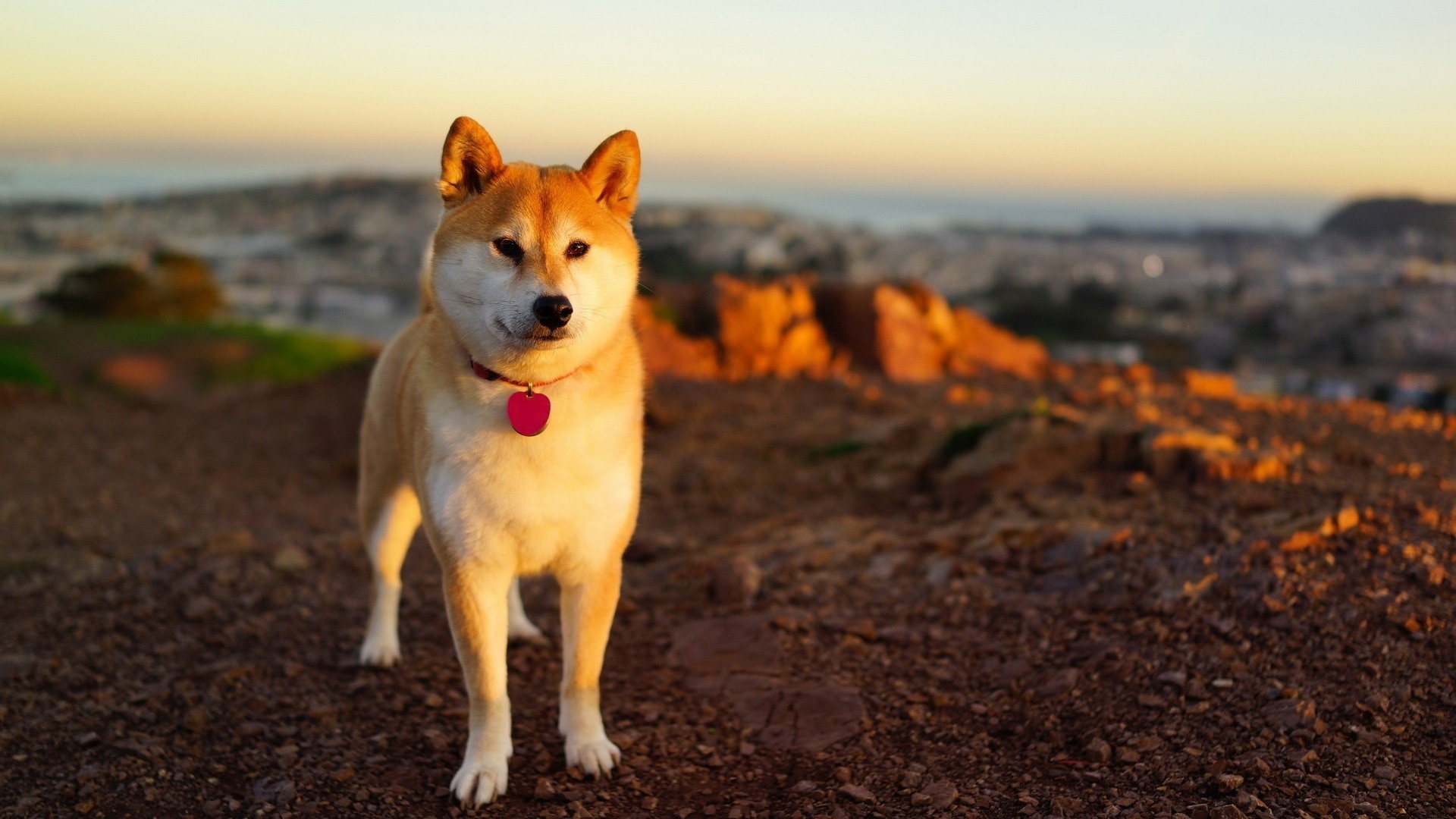Shiba Inu, Tramonto, Collina, Full HD, sfondo per PC e portatile
