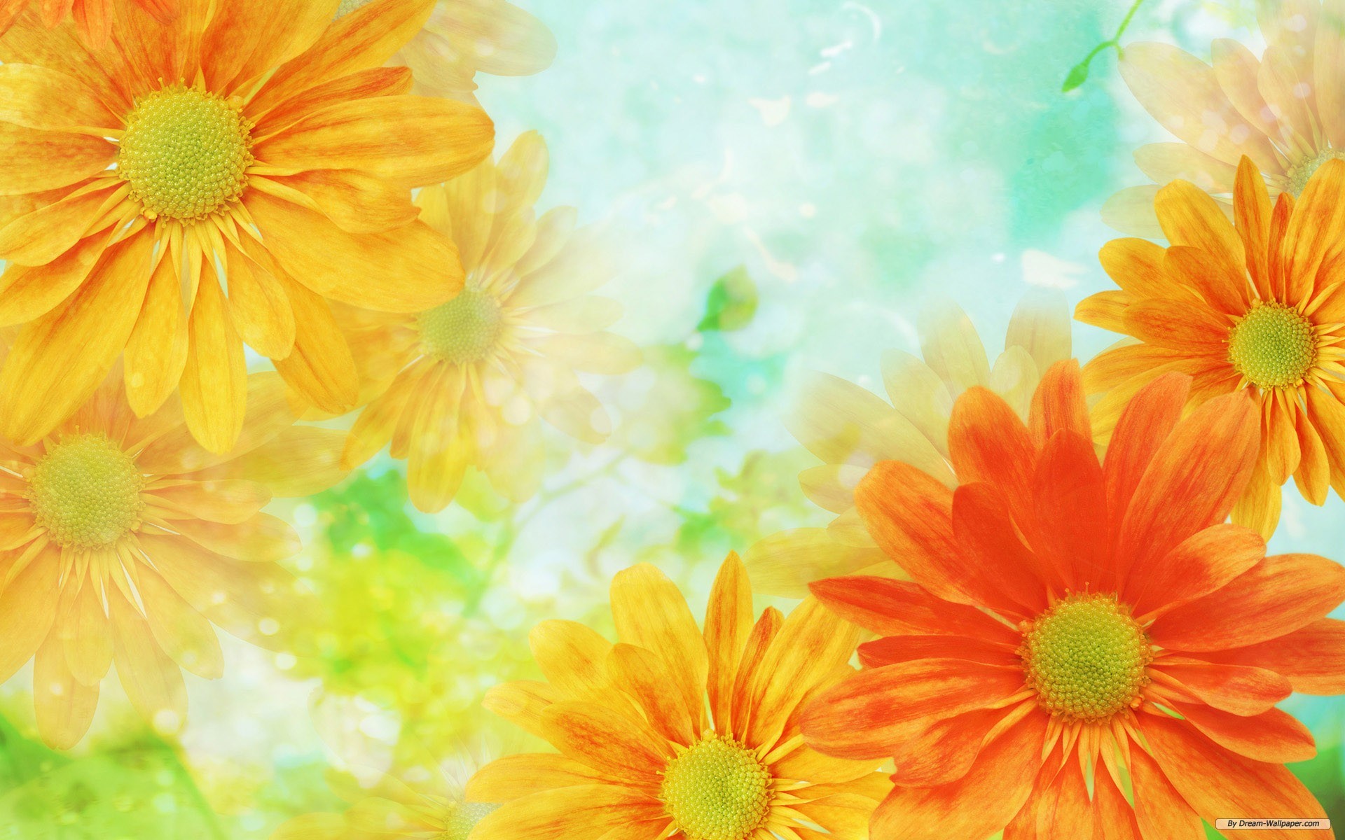 Gerbere, Fiori arancioni, Acquerello, 1920x1200, immagine di sfondo