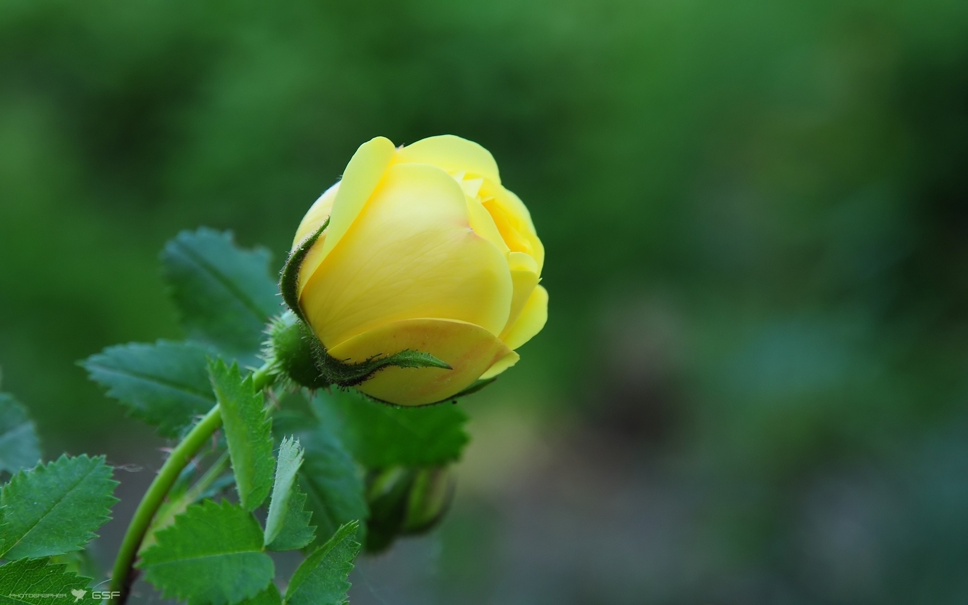 Bocciolo di rosa, Rosa gialla, Sfondo verde, Bokeh, Full HD, wallpaper desktop