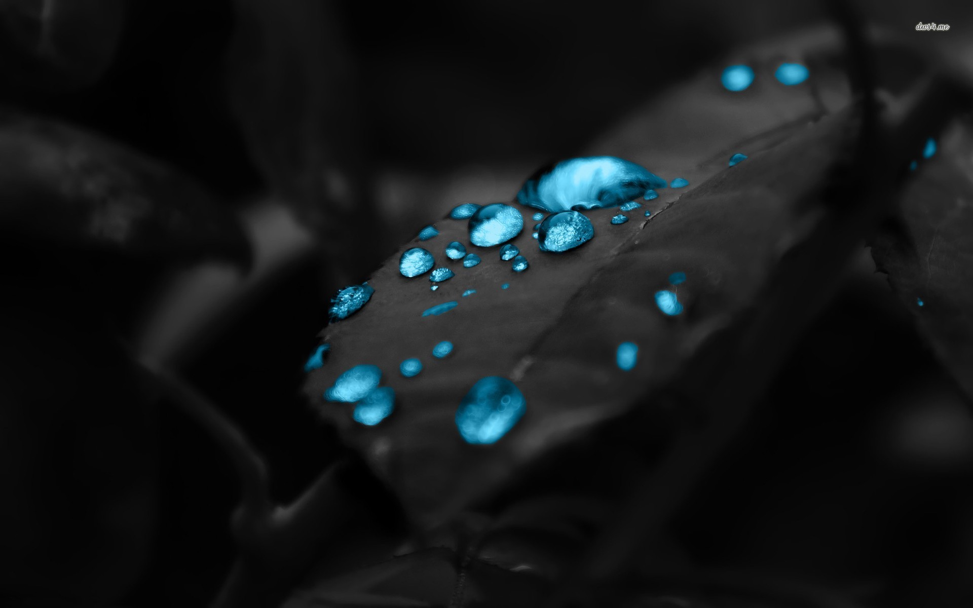 Gocce d'acqua, Foglia, Macro, Azzurro, 1920x1200, sfondo per PC