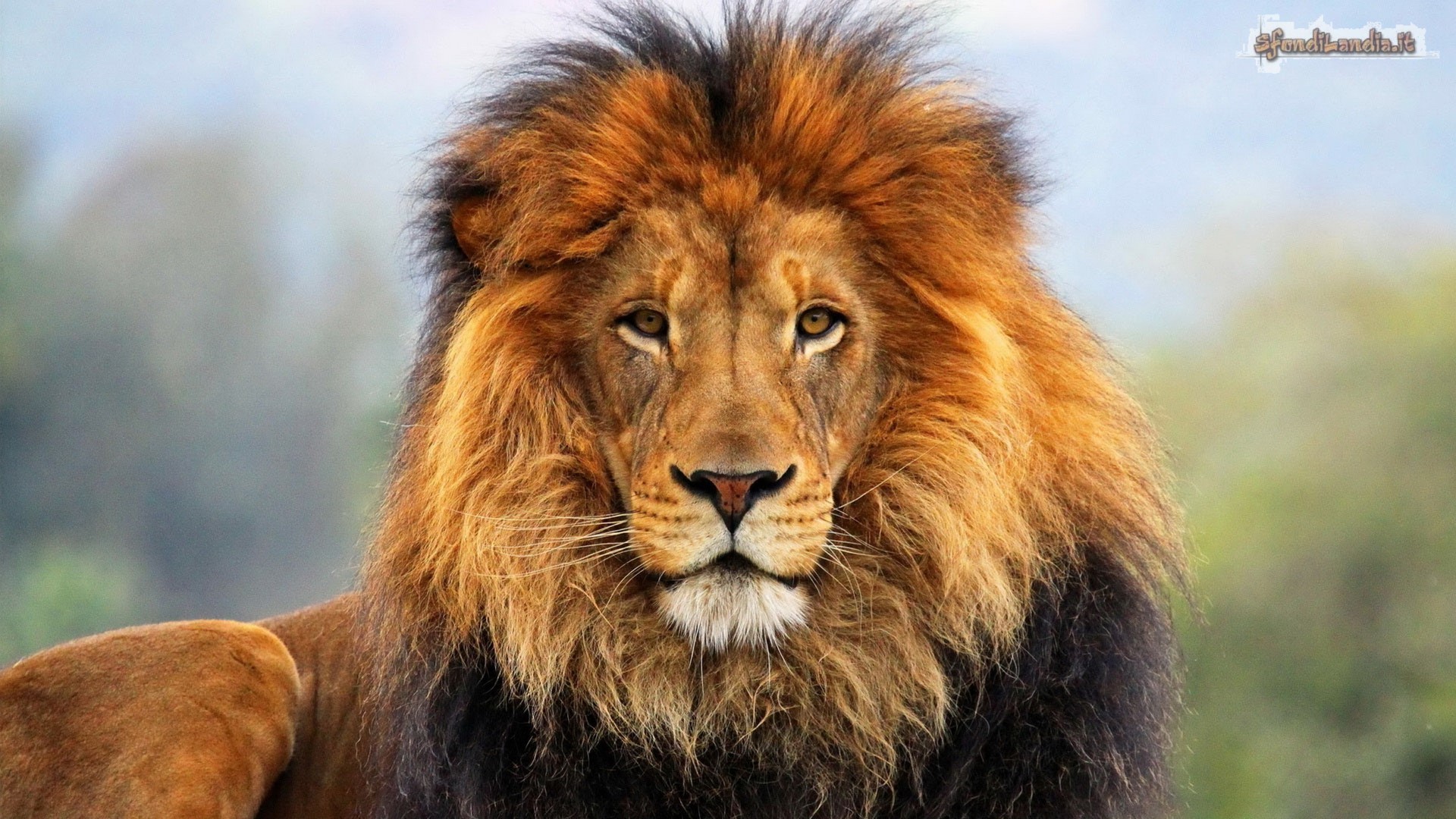 Leone, Criniera folta, Sguardo, Ritratto, Full HD 1080p, sfondo desktop