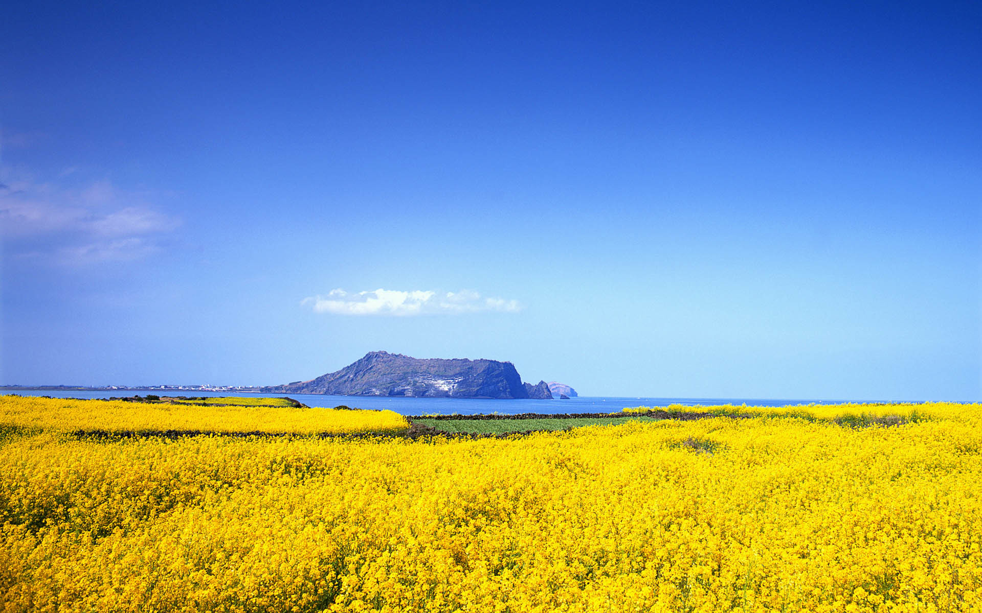 Campo di colza, Isola, Cielo blu, sfondo per Windows
