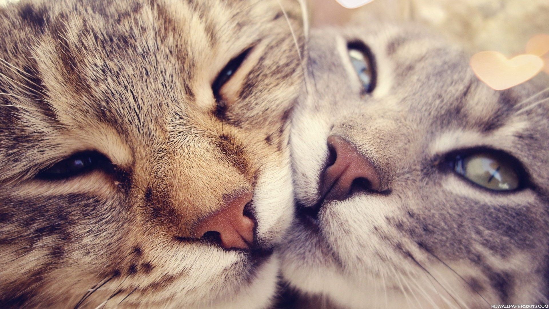 Gatti tigrati, Coccole, Amore, Primo piano, 1920x1080, immagine di sfondo