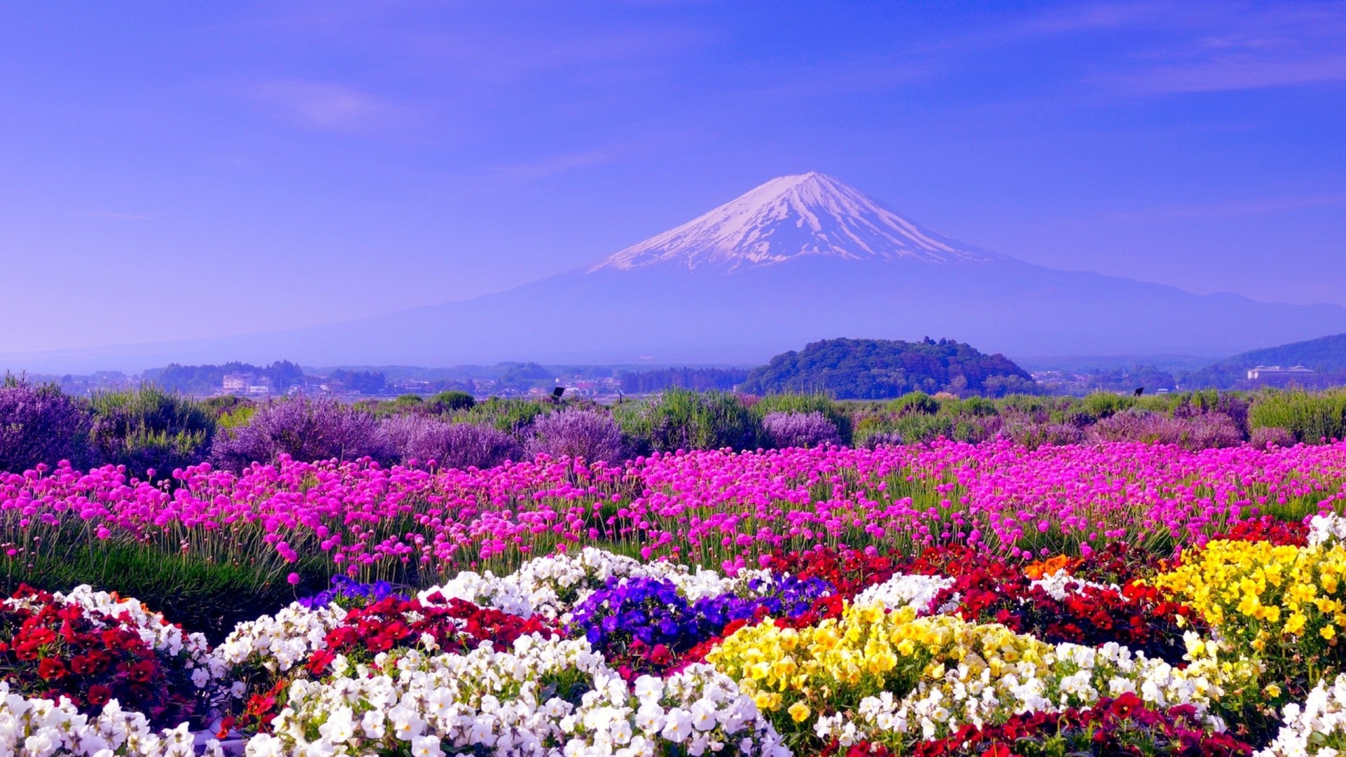 Monte Fuji, Giappone, Campo fiorito, Fiori colorati, 1920x1080, wallpaper desktop