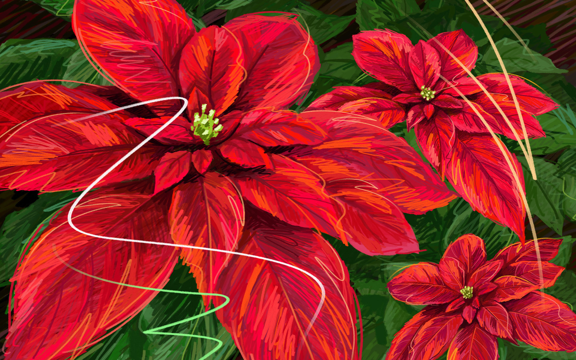 Stella di Natale, Fiori rossi, Illustrazione, Poinsettia, 16:10 Full HD, sfondo widescreen