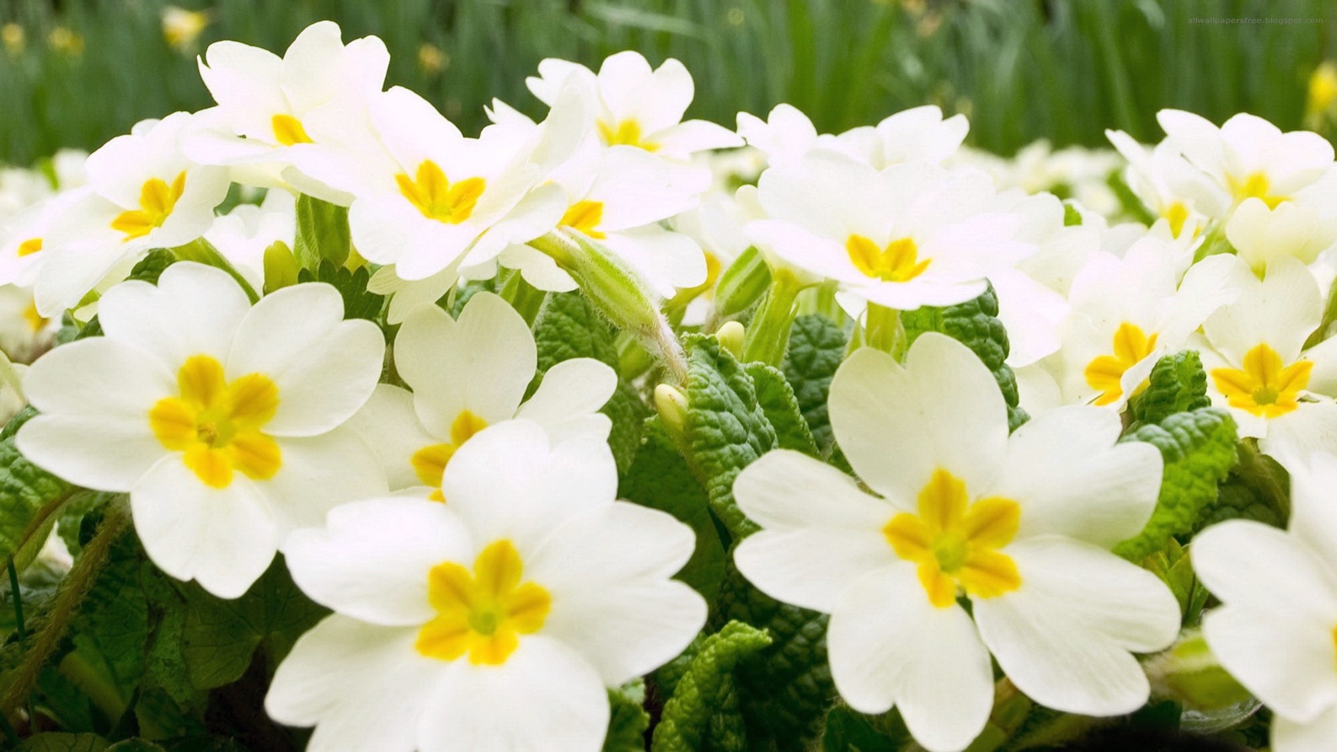 Primule, Fiori bianchi, Primavera, Macro, Full HD, wallpaper per PC
