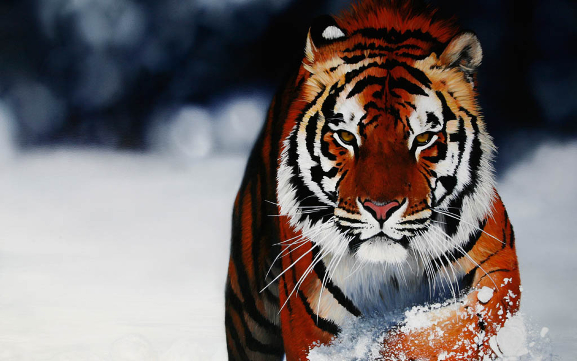 Tigre siberiana, Neve, Primo piano, Inverno, Full HD, sfondo per portatile