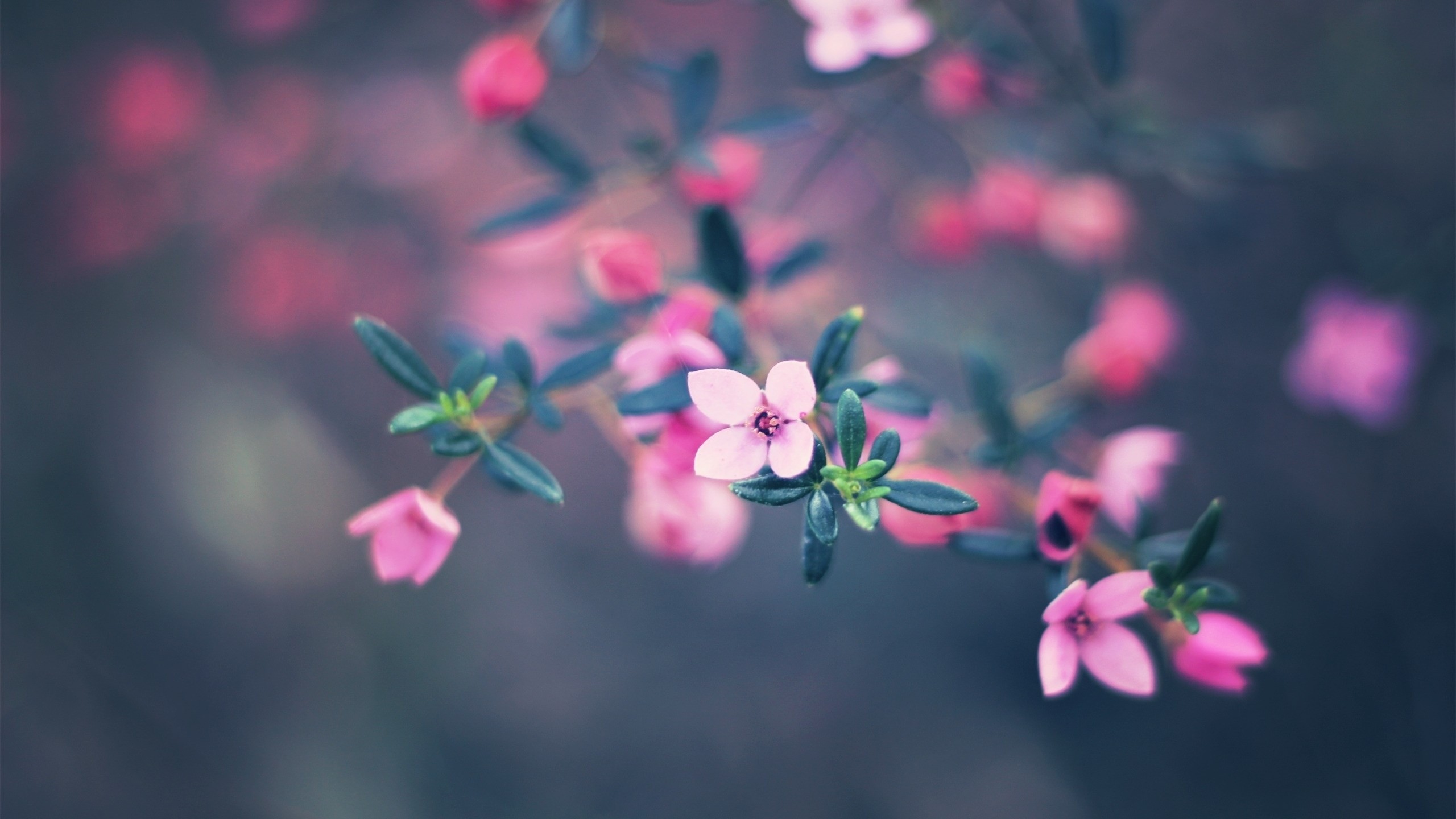 Fiori rosa, Macro, Bokeh, Primavera, wallpaper Mac