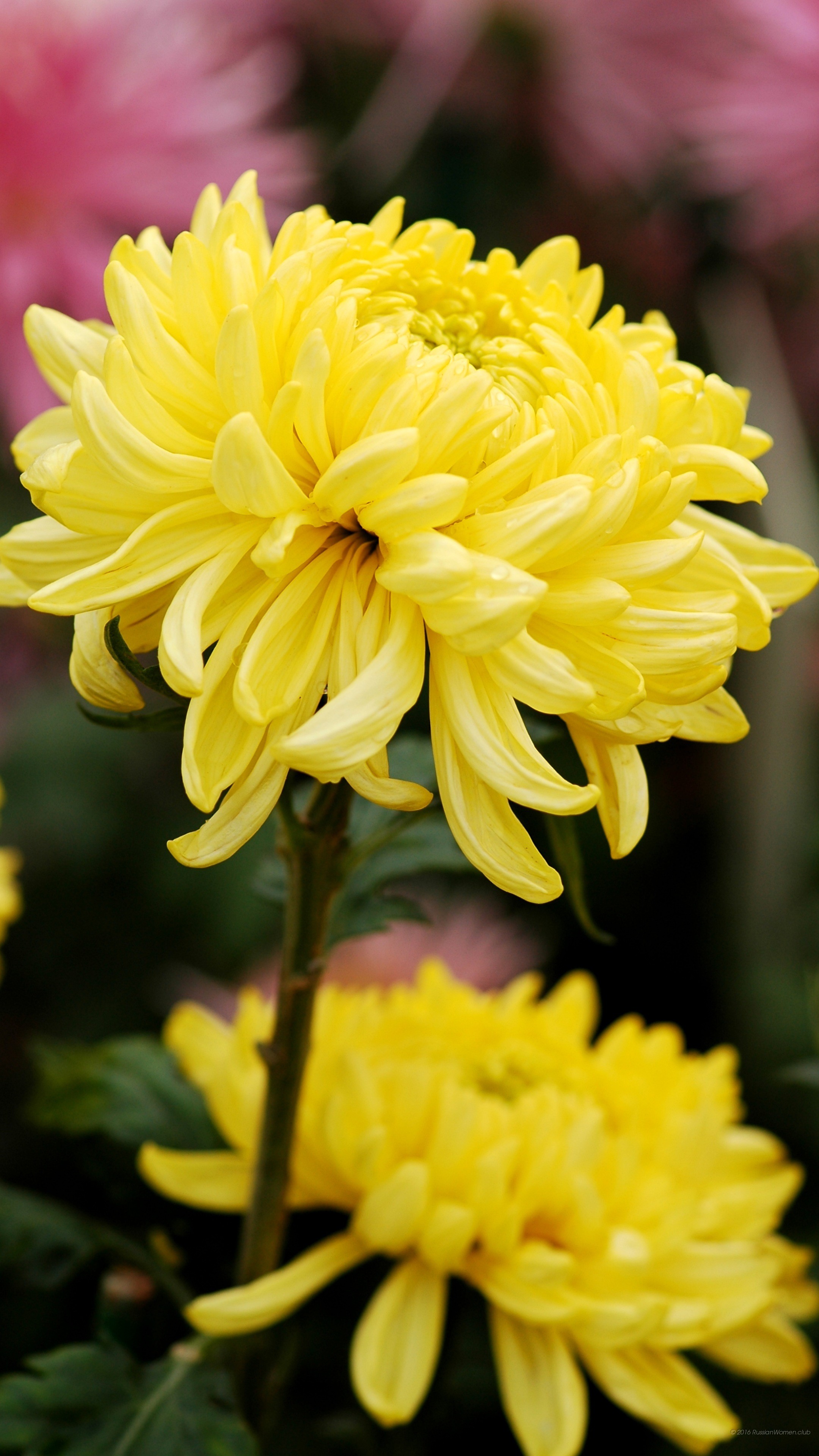 Crisantemo giallo, Fiori, Macro, wallpaper per iPhone e Android