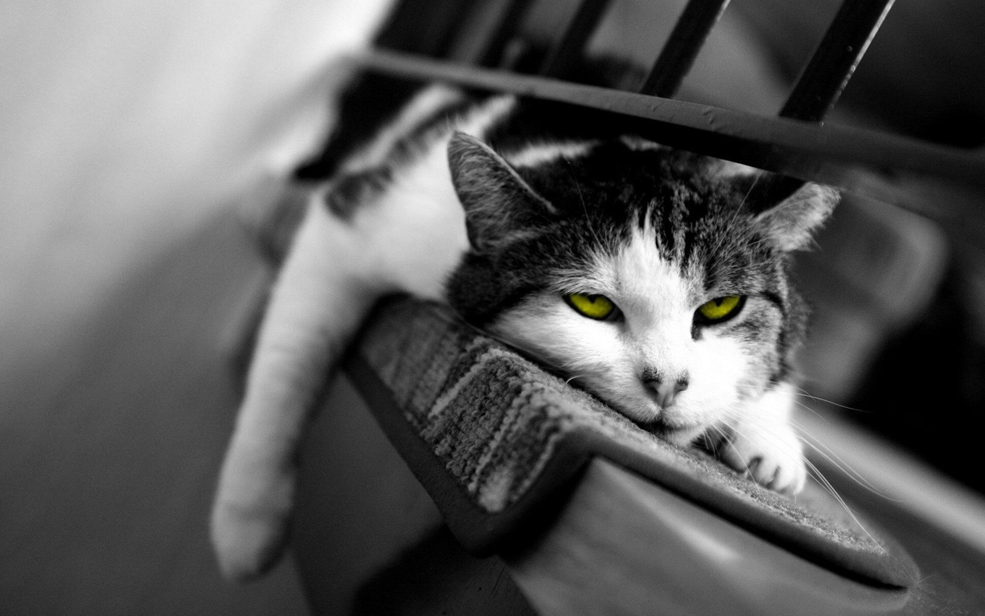 Gatto, Sedia, Bianco e nero, sfondo desktop
