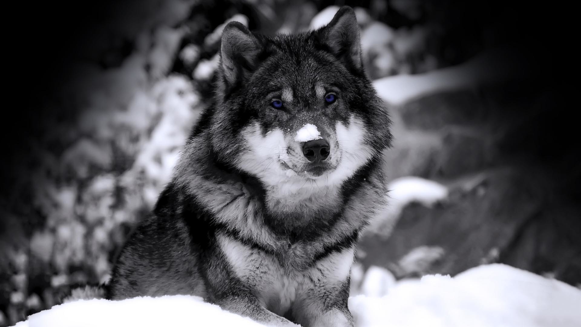 Lupo, Neve, Bianco e nero, Full HD, wallpaper per PC