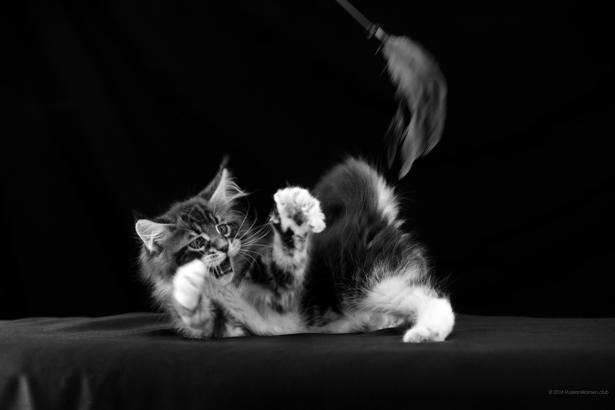 Gattino, Maine Coon, Gioco, Piuma, Bianco e nero, Full HD, sfondo per PC