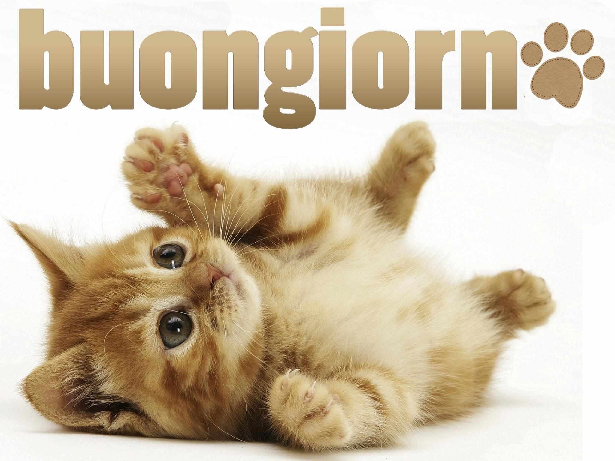 Gattino, Buongiorno, Tenero, Scritta, Full HD, schermata di blocco iPad