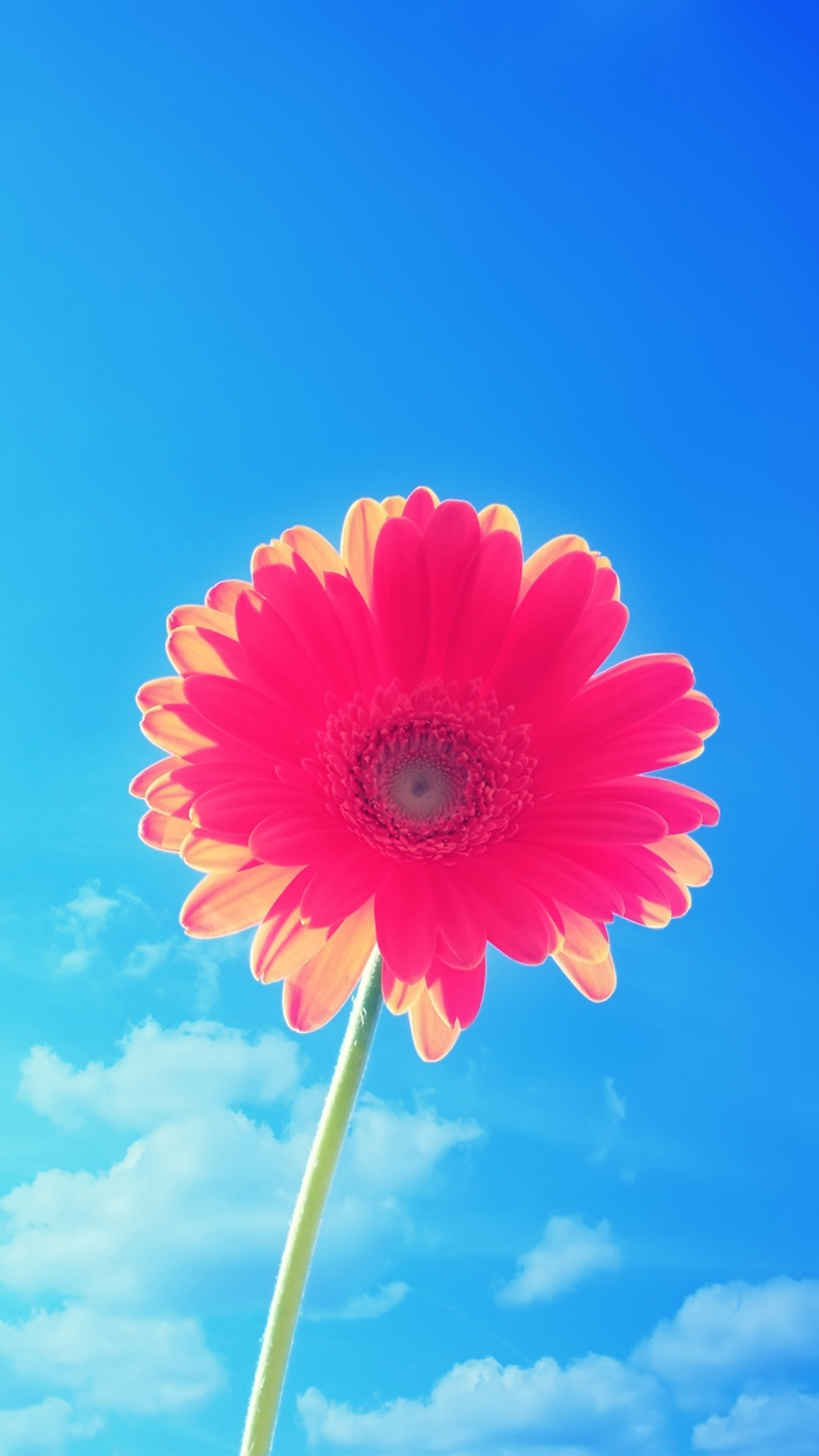 Gerbera, Fiore rosa, Cielo azzurro, sfondo iPhone 6 verticale