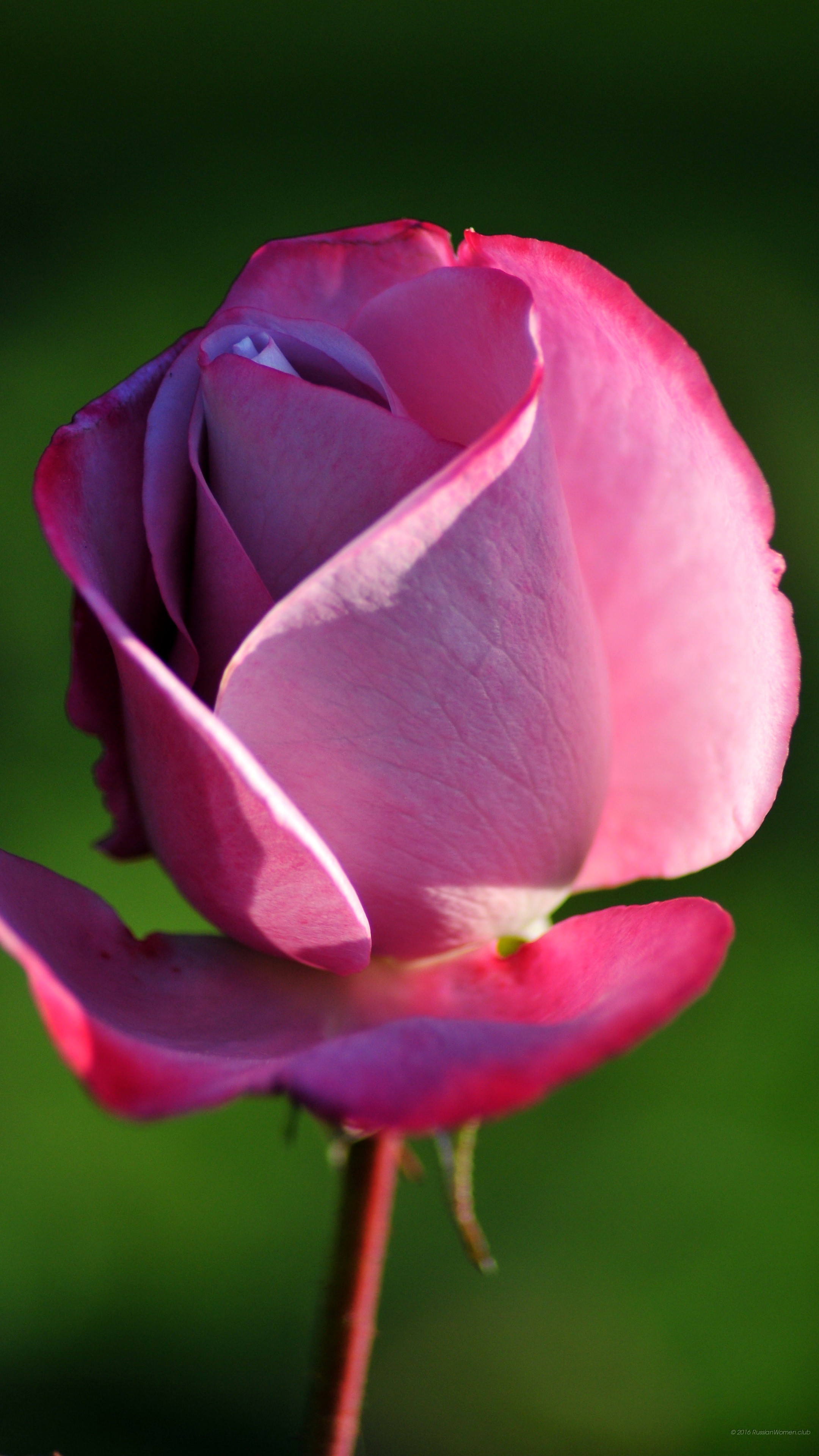 Rosa, Fiore rosa, Verde, QHD+, schermata di blocco Android