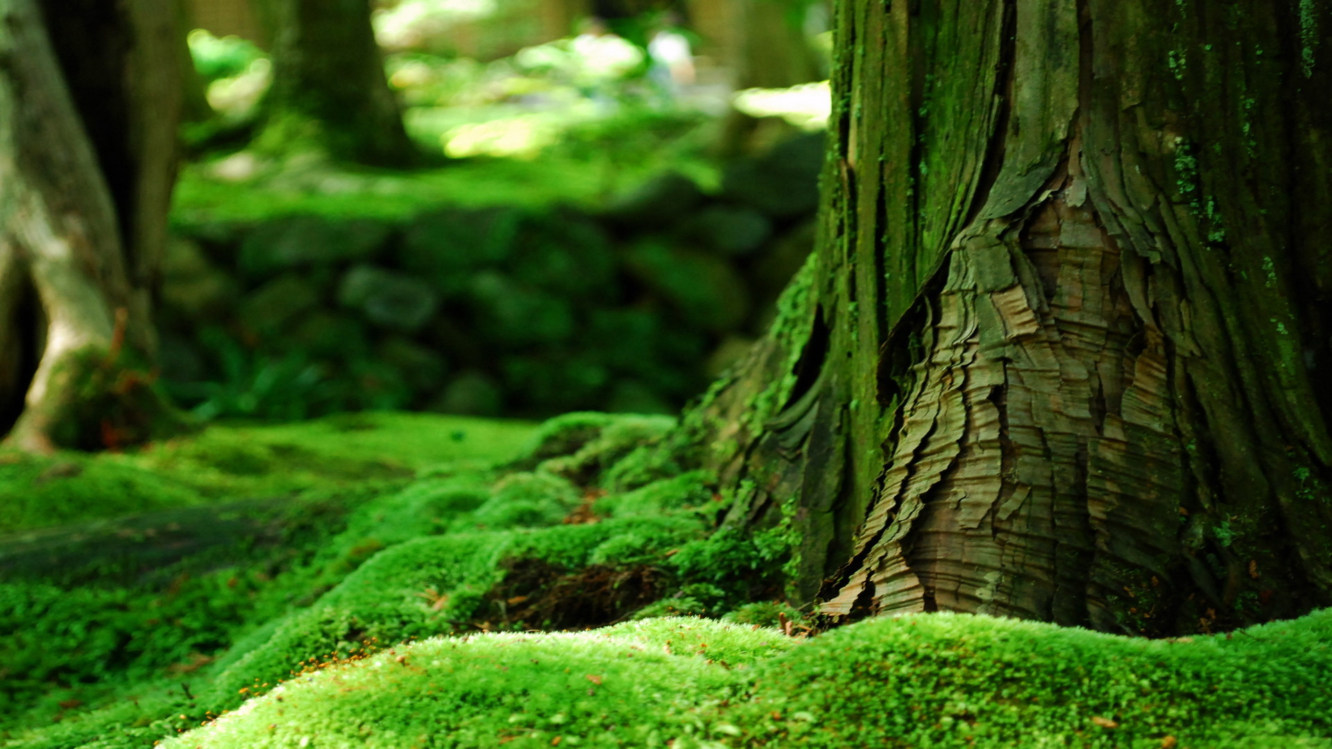 Tronco d'albero, Muschio, Bosco, Full HD 1080p, sfondo desktop