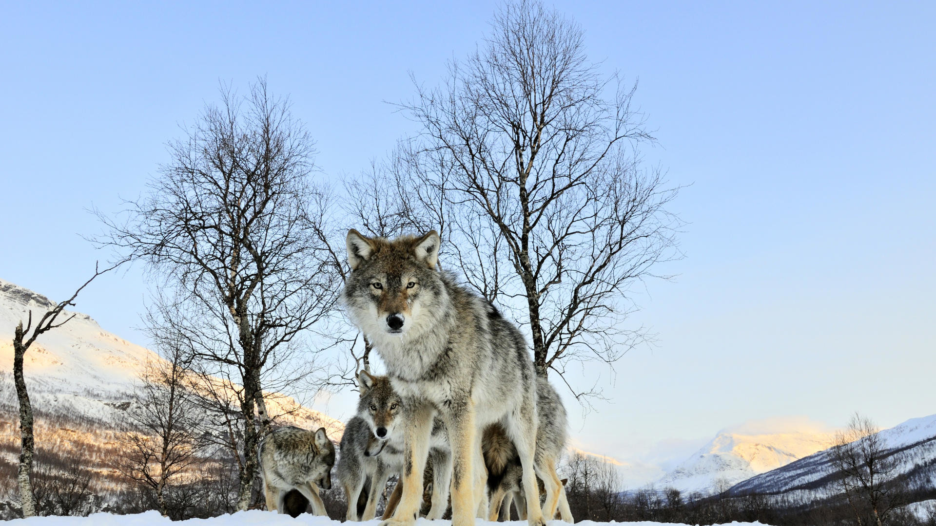 Lupi, Branco, Neve, Alberi spogli, wallpaper per desktop