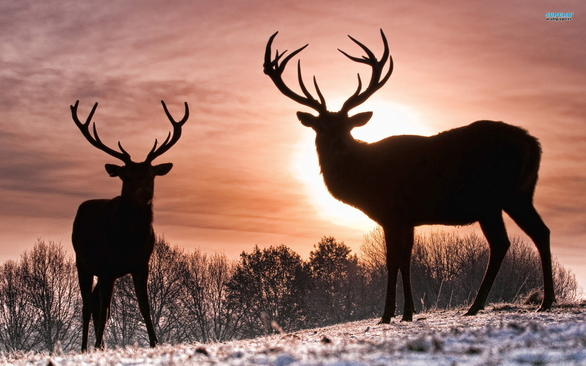 Cervo nobile, Silhouette, Coppia, Tramonto, Neve, 16:10 Full HD, wallpaper widescreen