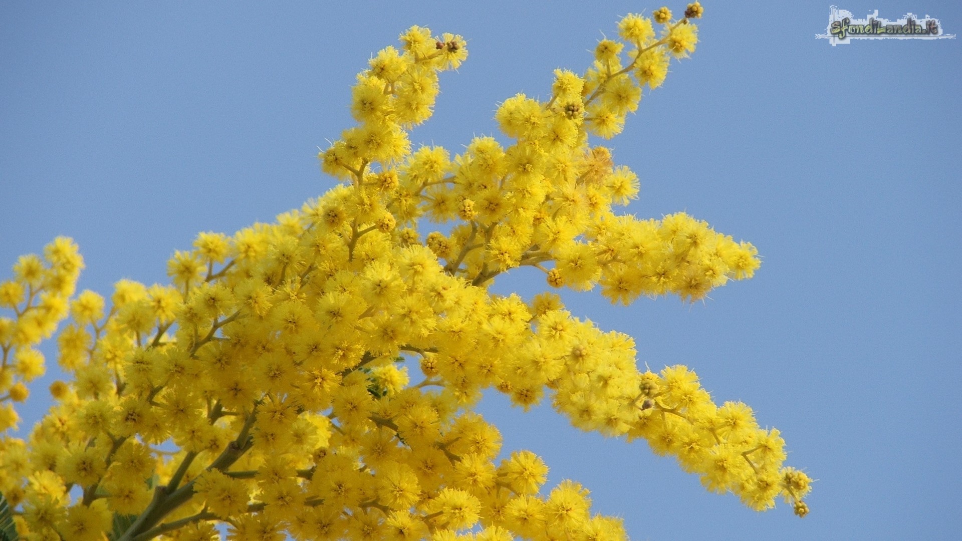 Mimosa, Fiori gialli, Cielo azzurro, Full HD, wallpaper per PC